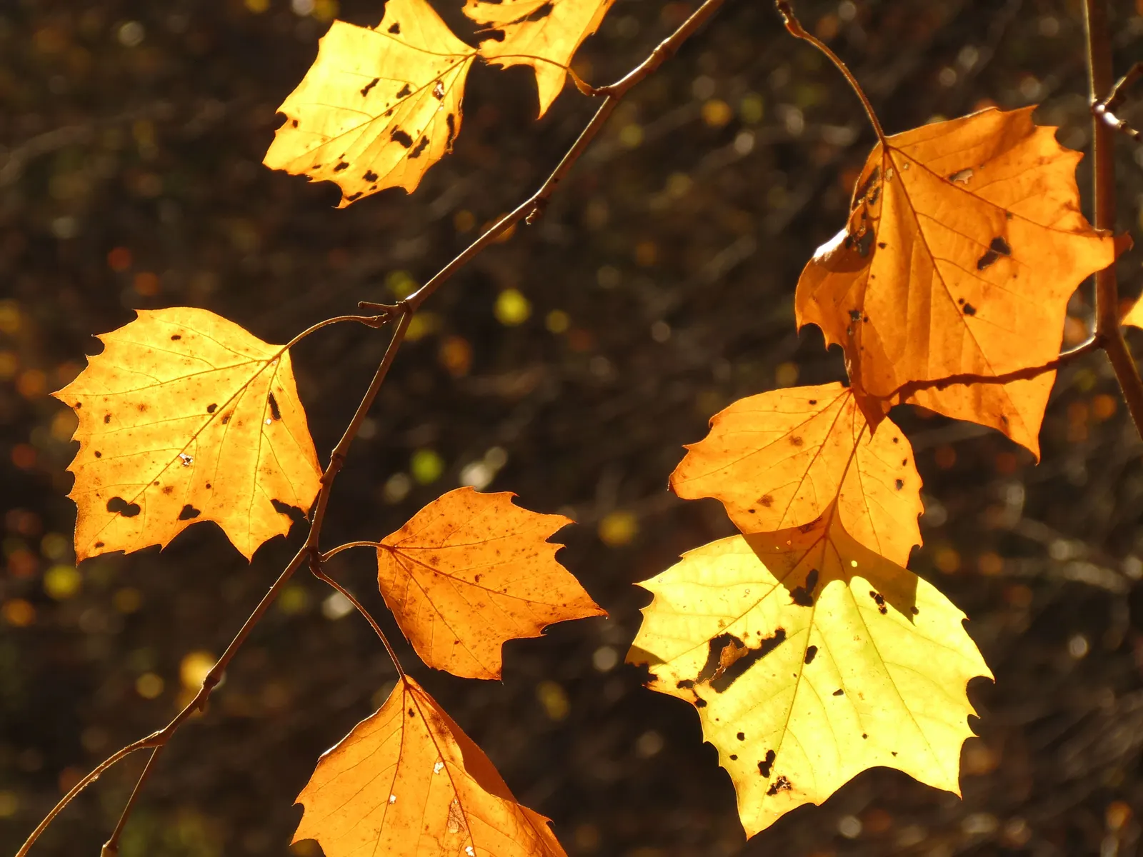American Sycamore (Platanus Occidentalis) — The tree exhibits a broad and rounded crown, creating a dominant silhouette; in autumn, the foliage turns a