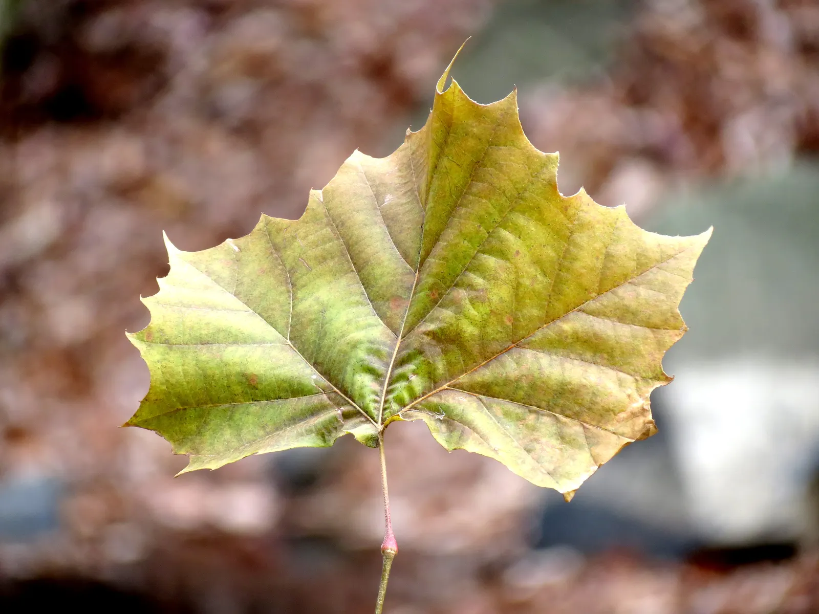 American Sycamore (Platanus Occidentalis) — dense canopy and distinctive peeling bark which reveals a camouflage-like pattern of white and tawny hues; the tree
