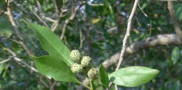 American Sycamore (Platanus Occidentalis) — measuring 4 to 9 inches wide; allow ample space for its substantial growth both above and below ground to avoid