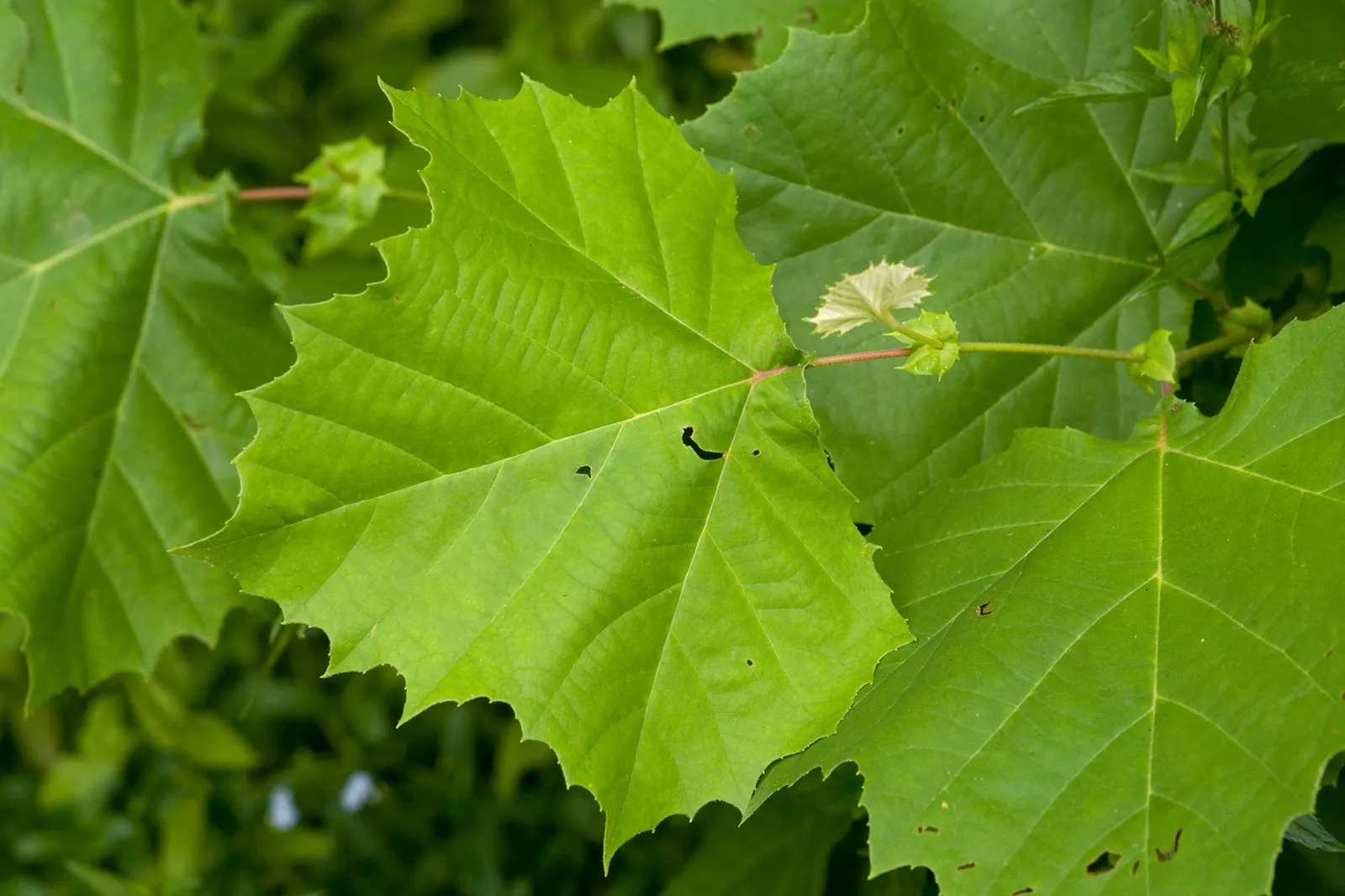 American Sycamore (Platanus Occidentalis) — Suitable for larger landscapes