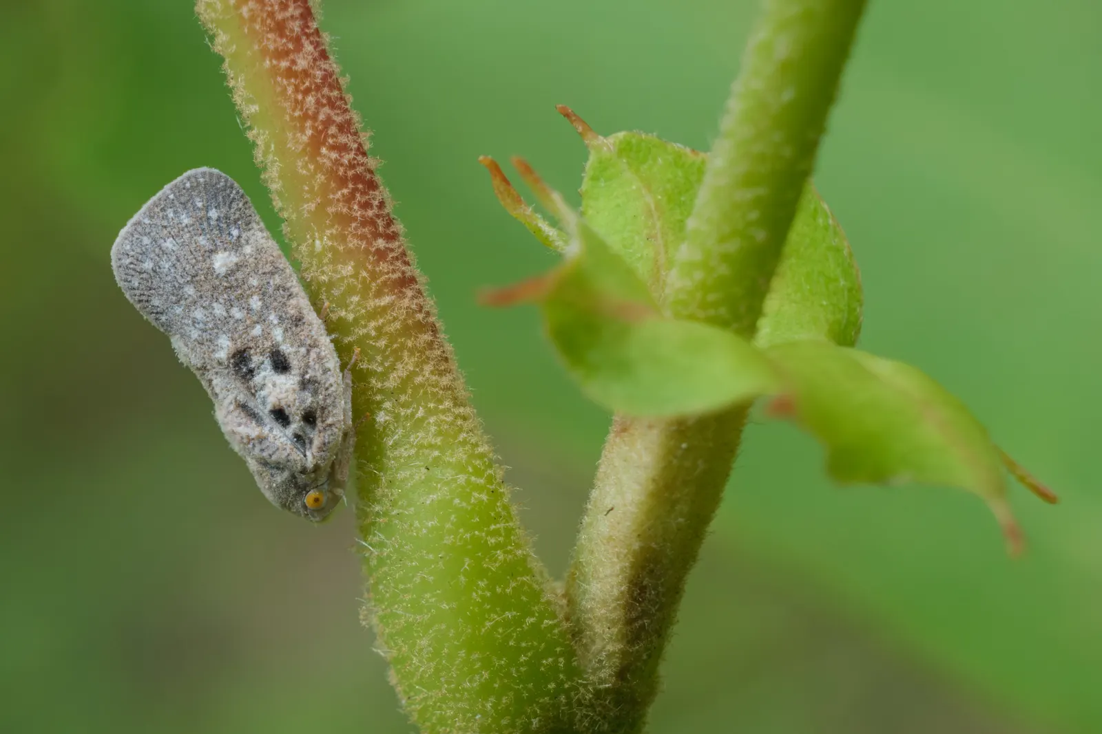 American Sycamore (Platanus Occidentalis) — and tolerates a variety of soil conditions