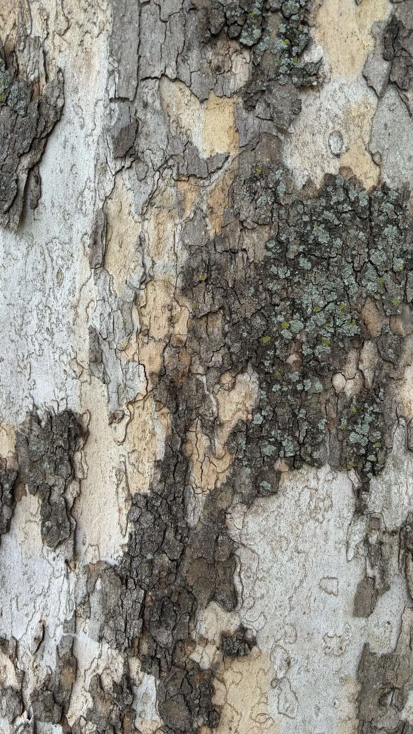 American Sycamore (Platanus Occidentalis) — The American Sycamore (Platanus occidentalis) is a robust deciduous tree