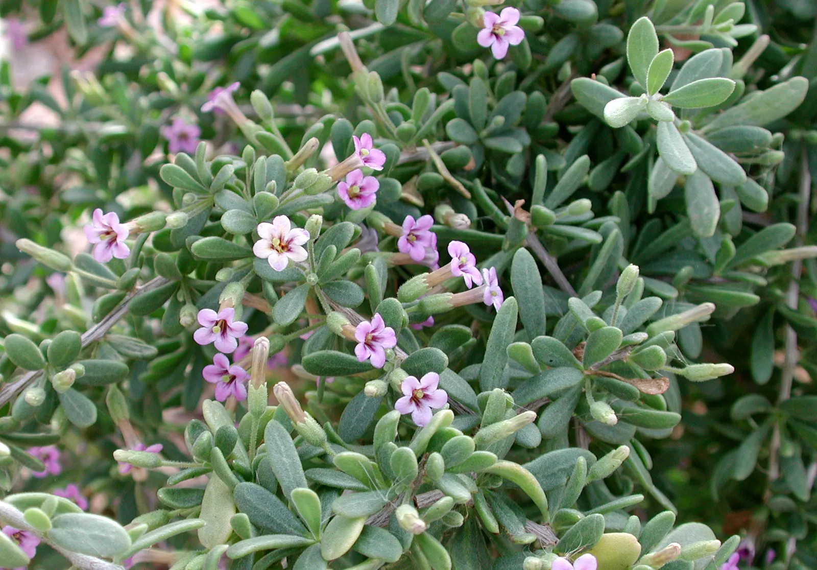 Fremont Desert-Thorn, Woldberry (Lycium Fremontii) — This hardy plant reaches 3-6 feet in height and spreads 4-8 feet wide