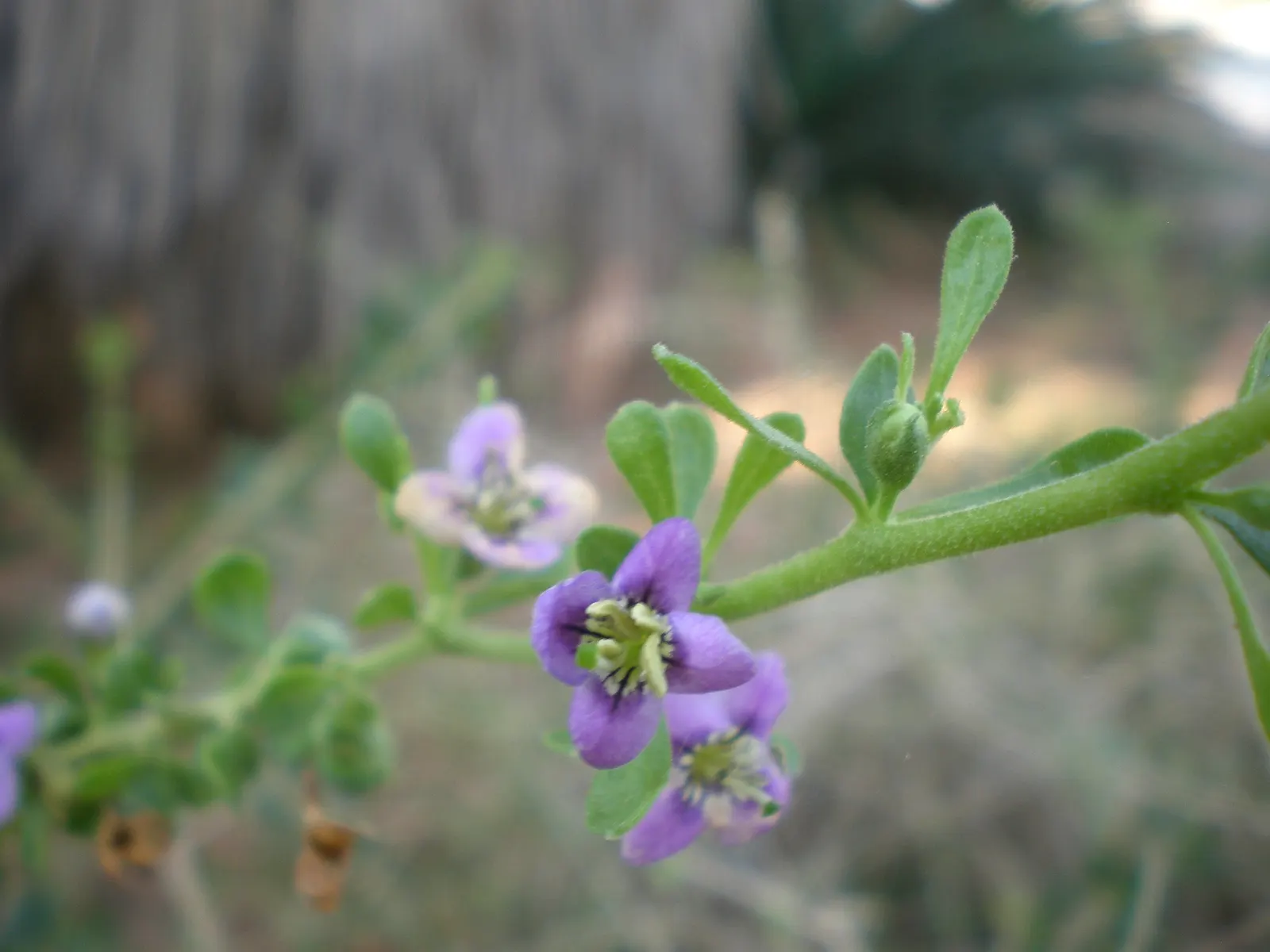 Fremont Desert-Thorn, Woldberry (Lycium Fremontii) — It‚Äôs drought-tolerant, requiring minimal care, ideal for water-wise landscapes and attracting local