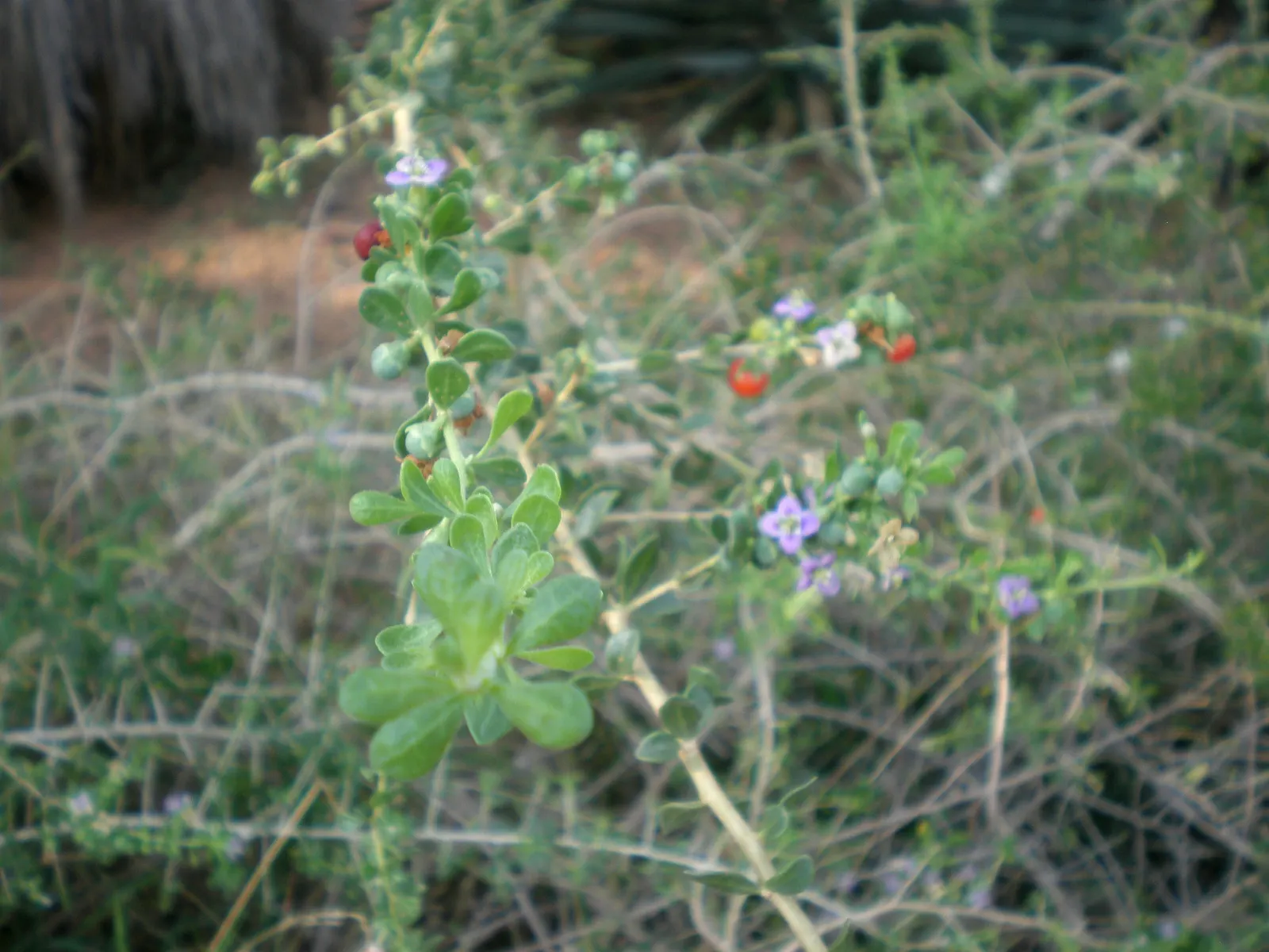 Fremont Desert-Thorn, Woldberry (Lycium Fremontii) — preferring full sun and well-drained soils