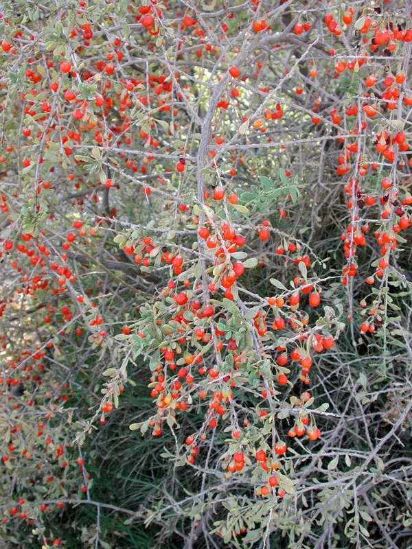 Fremont Desert-Thorn, Woldberry (Lycium Fremontii) — commonly known as the Fremont Desert-Thorn or Wolfberry