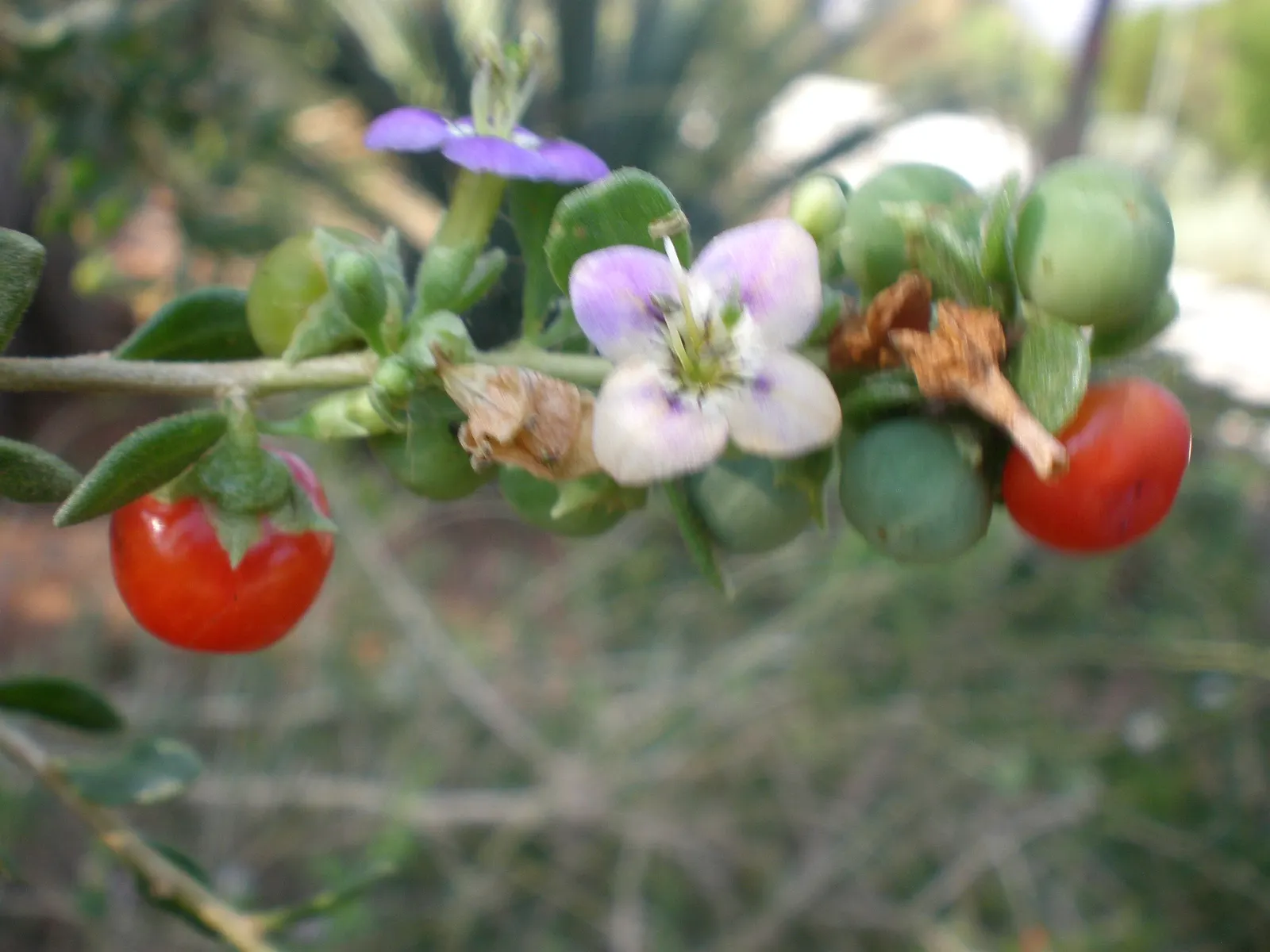 Fremont Desert-Thorn, Woldberry (Lycium Fremontii) — Lycium fremontii, or Fremont Desert-Thorn, is a native shrub of the Southwest, thriving in USDA zones 8-11