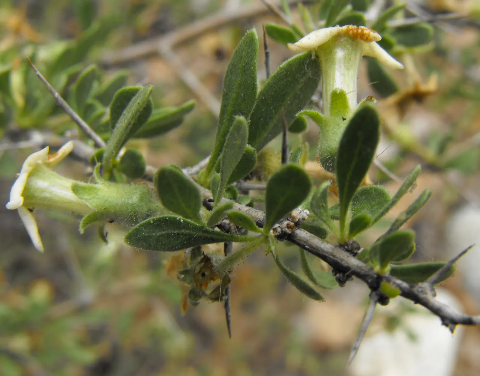 Fremont Desert-Thorn, Woldberry (Lycium Fremontii) — It boasts grey-green foliage with seasonal white to purplish flowers, maturing into red berries
