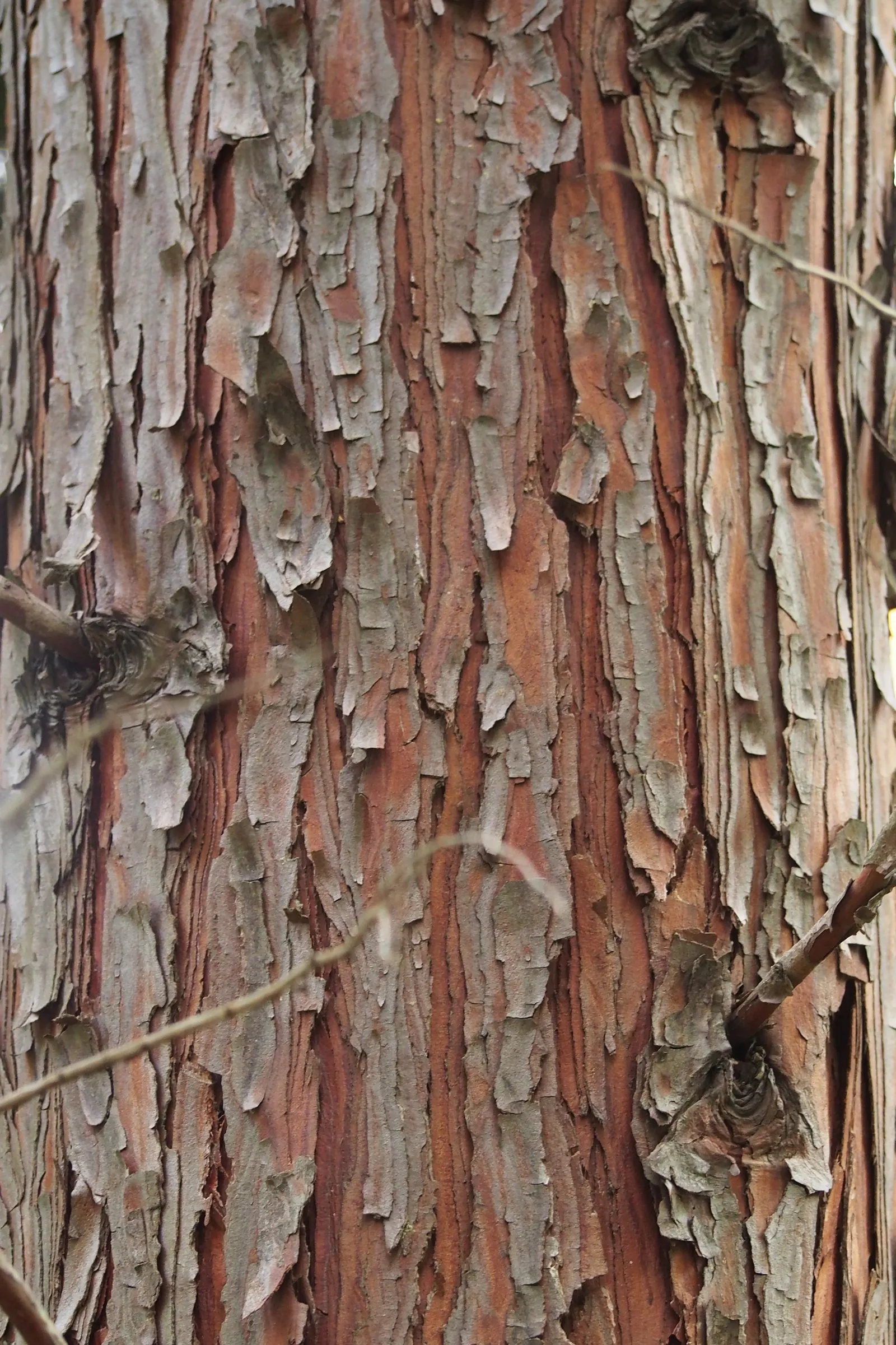 Incense Cedar (Calocedrus Decurrens) — Ideal as a specimen tree or privacy screen; scientifically named Calocedrus decurrens, image 68