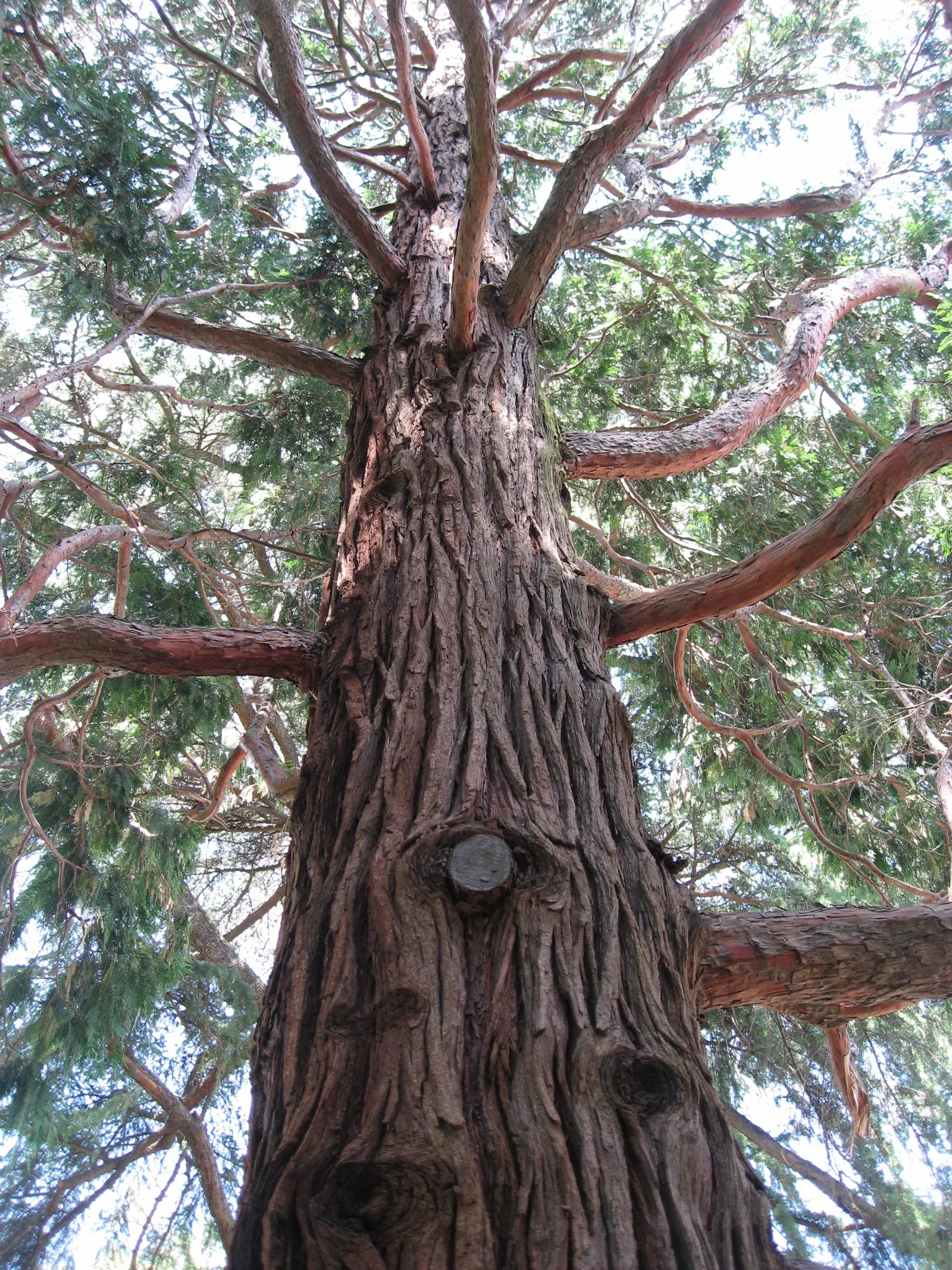 Incense Cedar (Calocedrus Decurrens) — scale-like sprays of lush green, image 78