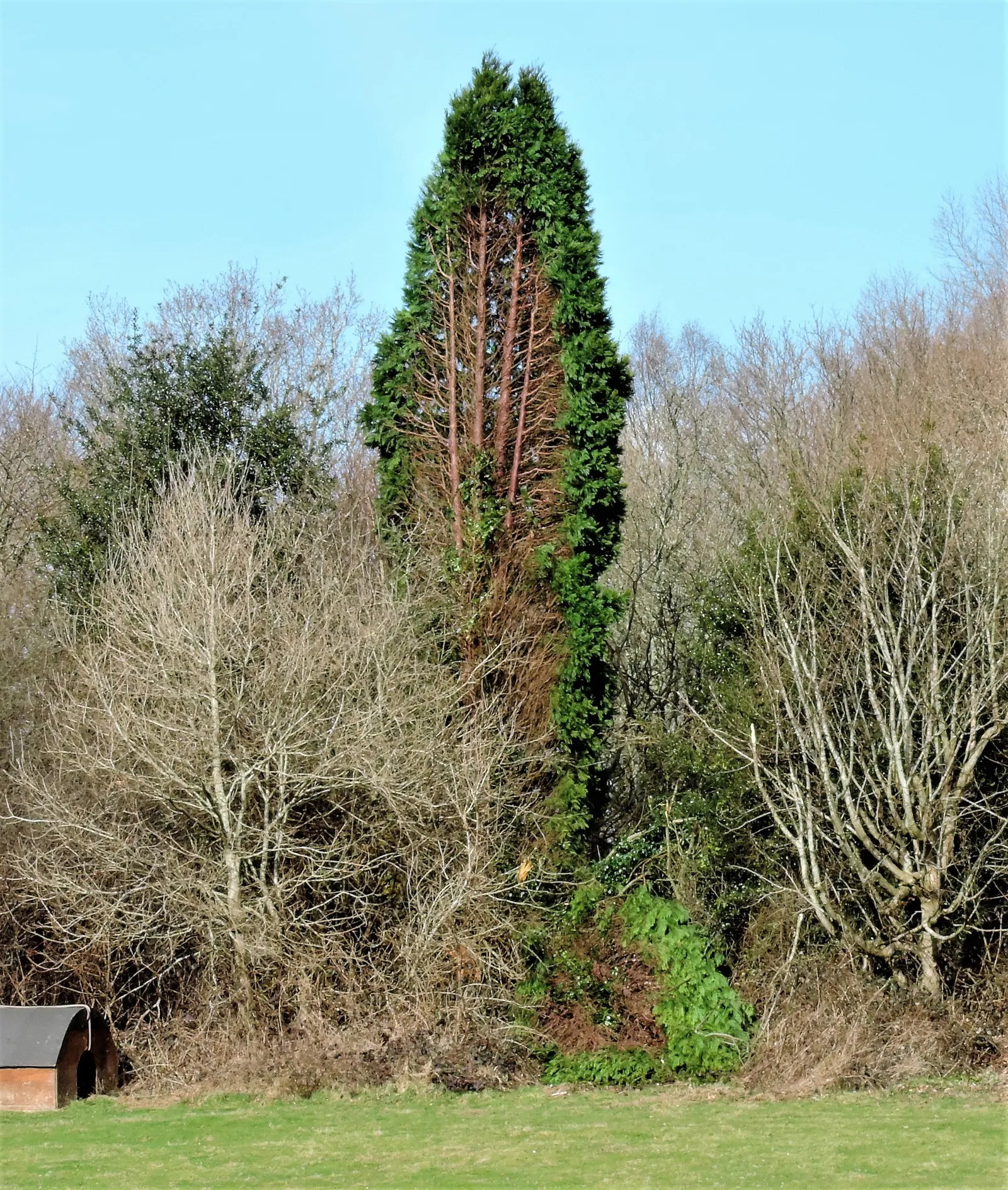 Incense Cedar (Calocedrus Decurrens) — it is drought-tolerant once established; incense Cedar prefers well-draining conditions and full sun to partial shade