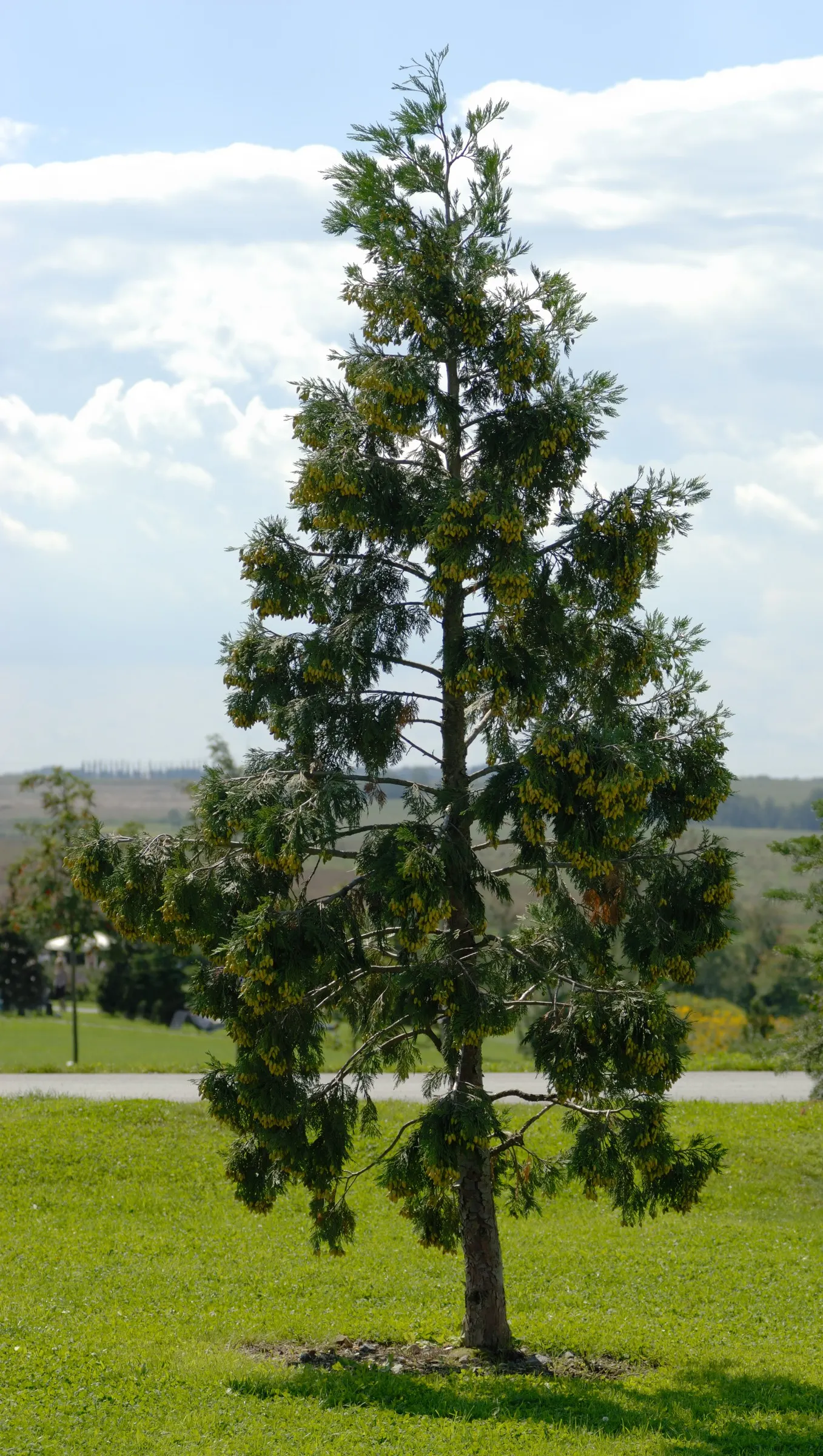 Incense Cedar (Calocedrus Decurrens) — Foliage is scale-like, bright green turning bronze in cold; hardy in USDA zones 5 to 8, image 66