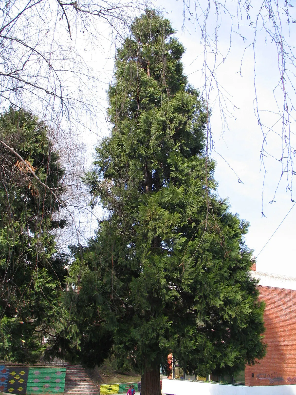 Incense Cedar (Calocedrus Decurrens) — This evergreen coniferous tree is prized for its tall stature; potentially reaching heights of 50 to 75 feet with a
