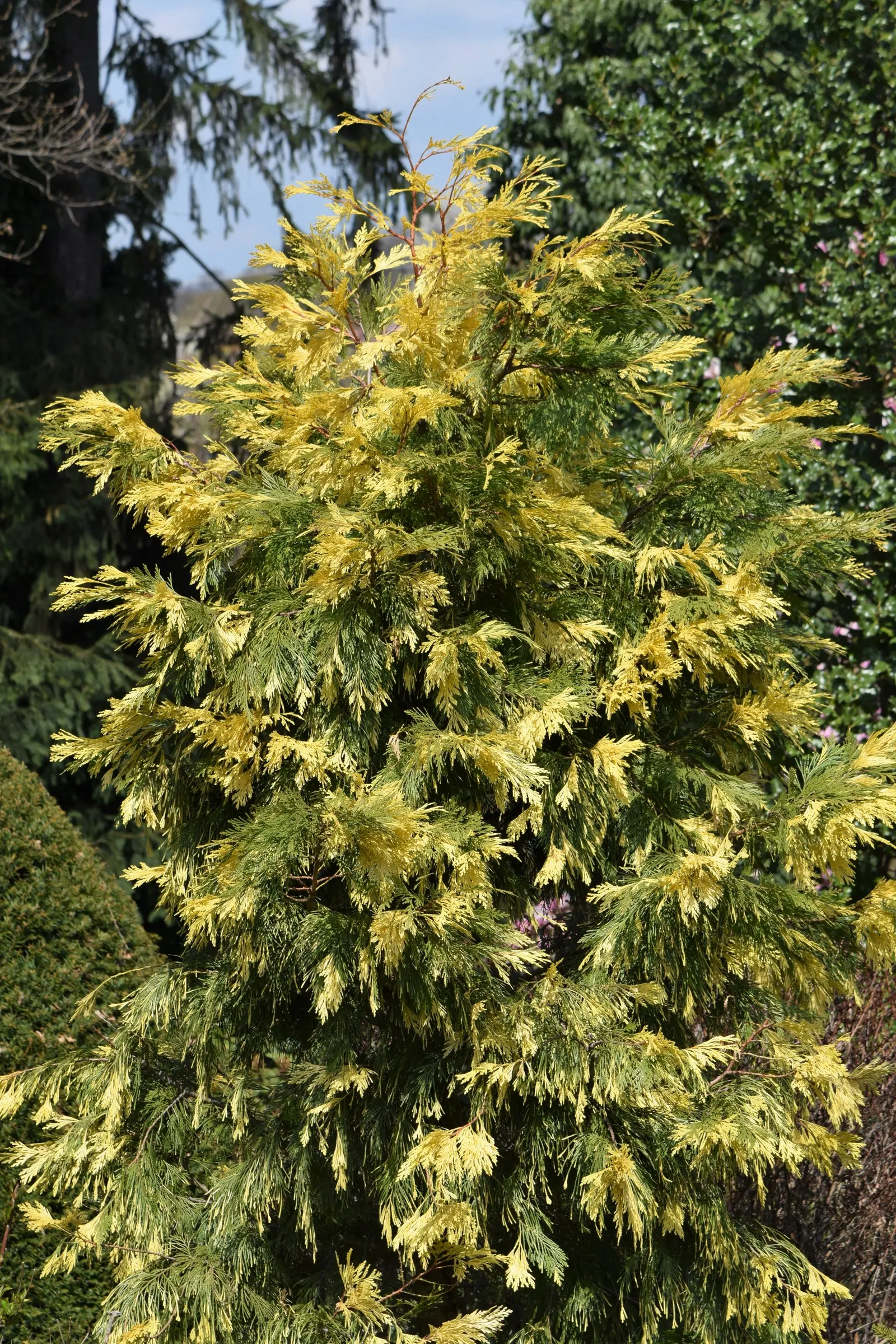 Incense Cedar (Calocedrus Decurrens) — scientifically named Calocedrus decurrens; with its attractive reddish-brown color and deeply furrowed texture