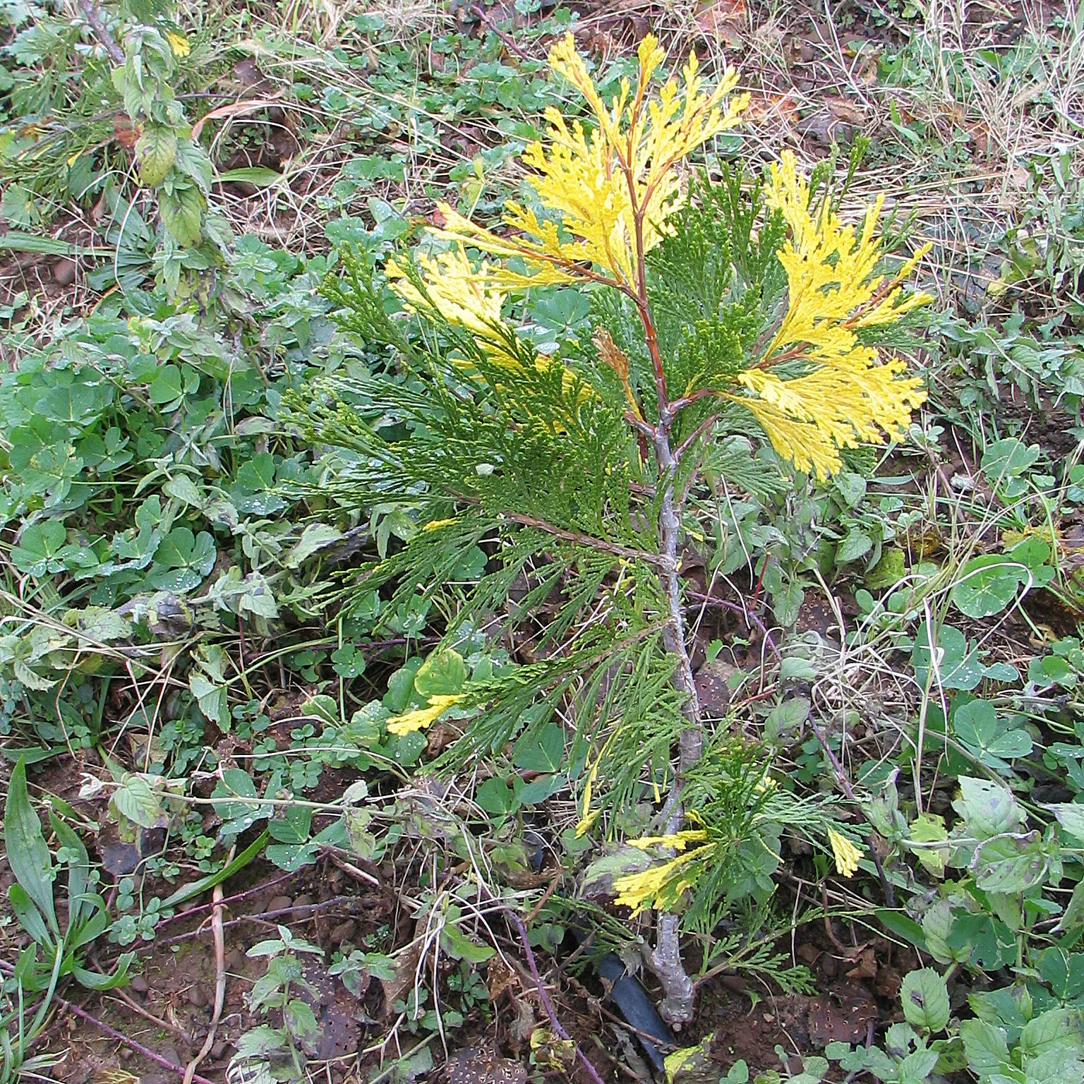 Incense Cedar (Calocedrus Decurrens) — Ideal as a specimen tree or privacy screen; scientifically named Calocedrus decurrens
