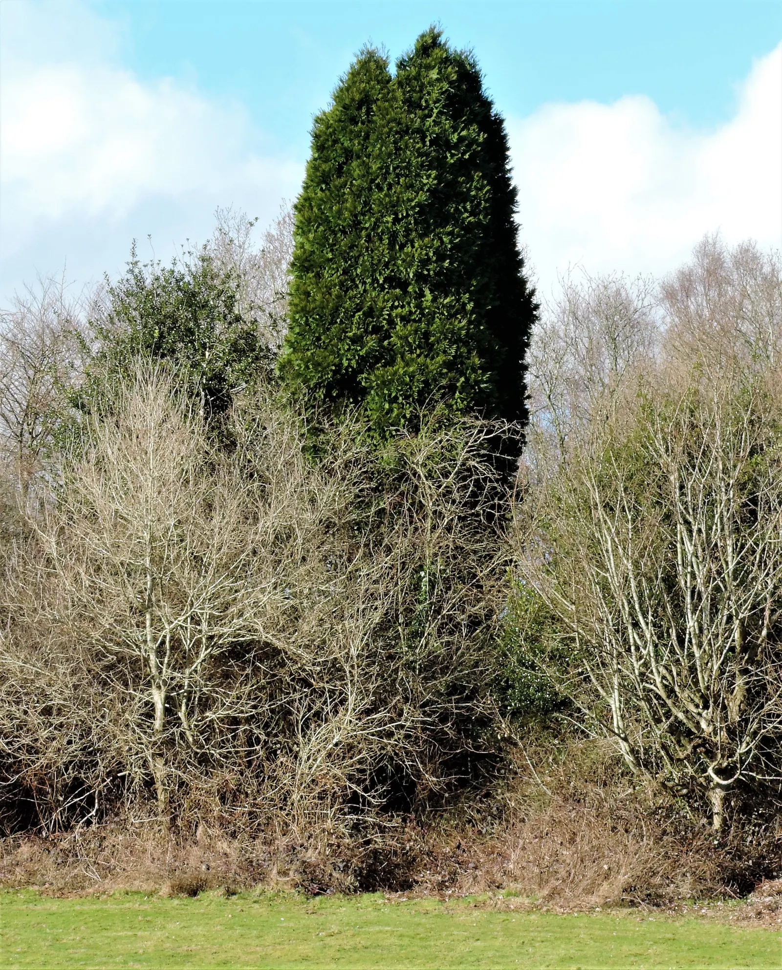 Incense Cedar (Calocedrus Decurrens) — with its attractive reddish-brown color and deeply furrowed texture; inconspicuous cones about 1 inch in size