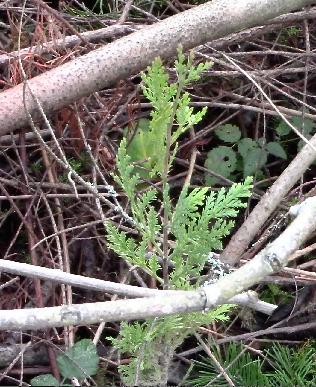 Incense Cedar (Calocedrus Decurrens) — potentially reaching heights of 50 to 75 feet with a spread of 10 to 15 feet; this foliage maintains its deep green