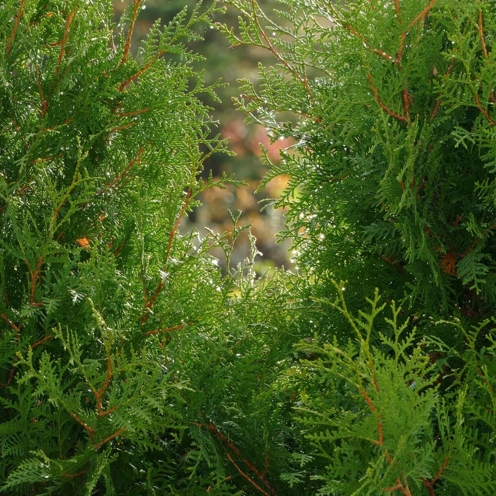Incense Cedar (Calocedrus Decurrens) — peeling in long strips that add to the tree's ornamental appeal.<br><br>Well-adapted to a variety of soils; mature