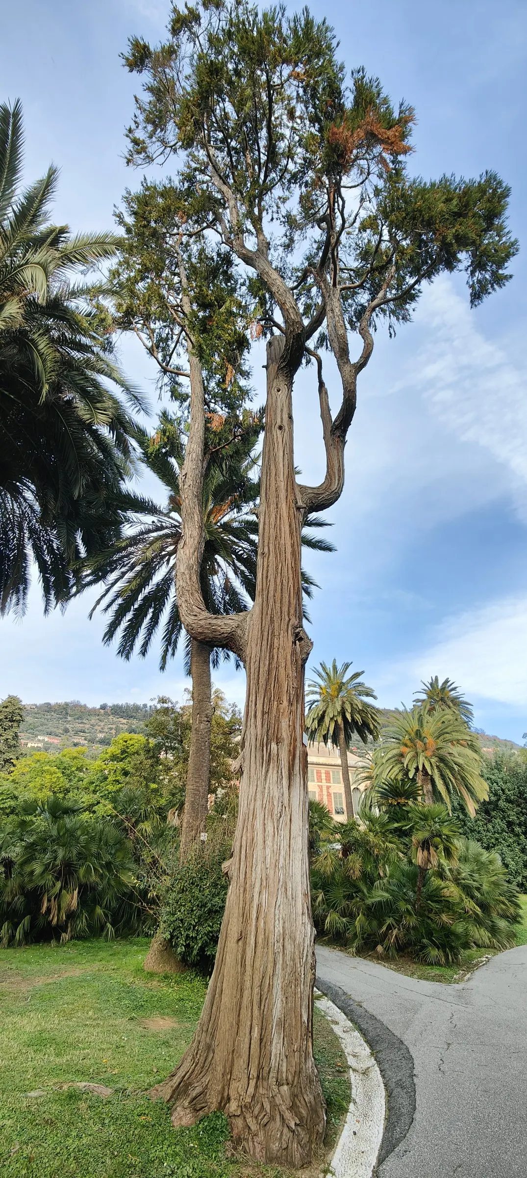 Incense Cedar (Calocedrus Decurrens) — becoming more columnar in maturity.<br><br>Its leaves are arranged in flattened; presents an impressive, image 77