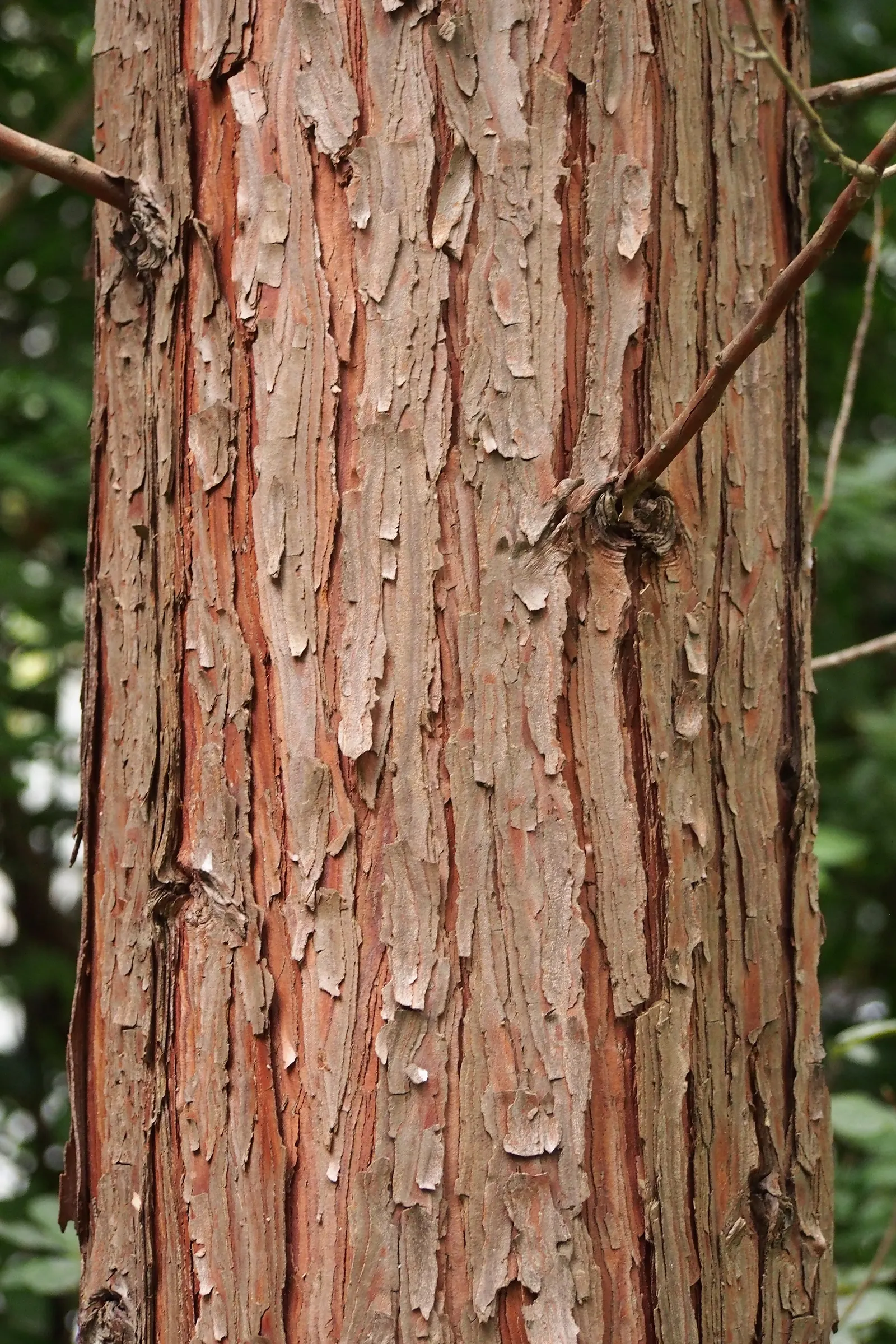 Incense Cedar (Calocedrus Decurrens) — potentially reaching heights of 50 to 75 feet with a spread of 10 to 15 feet; this foliage maintains its, image 74