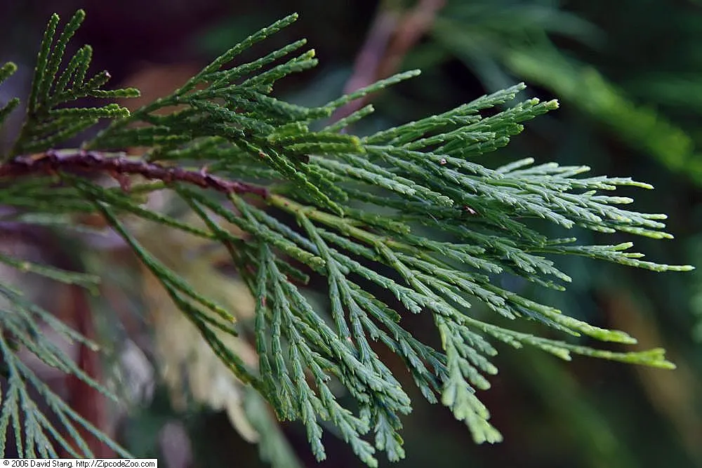 Incense Cedar (Calocedrus Decurrens) — Incense Cedar prefers well-draining conditions and full sun to partial shade exposure; conical structure and dense