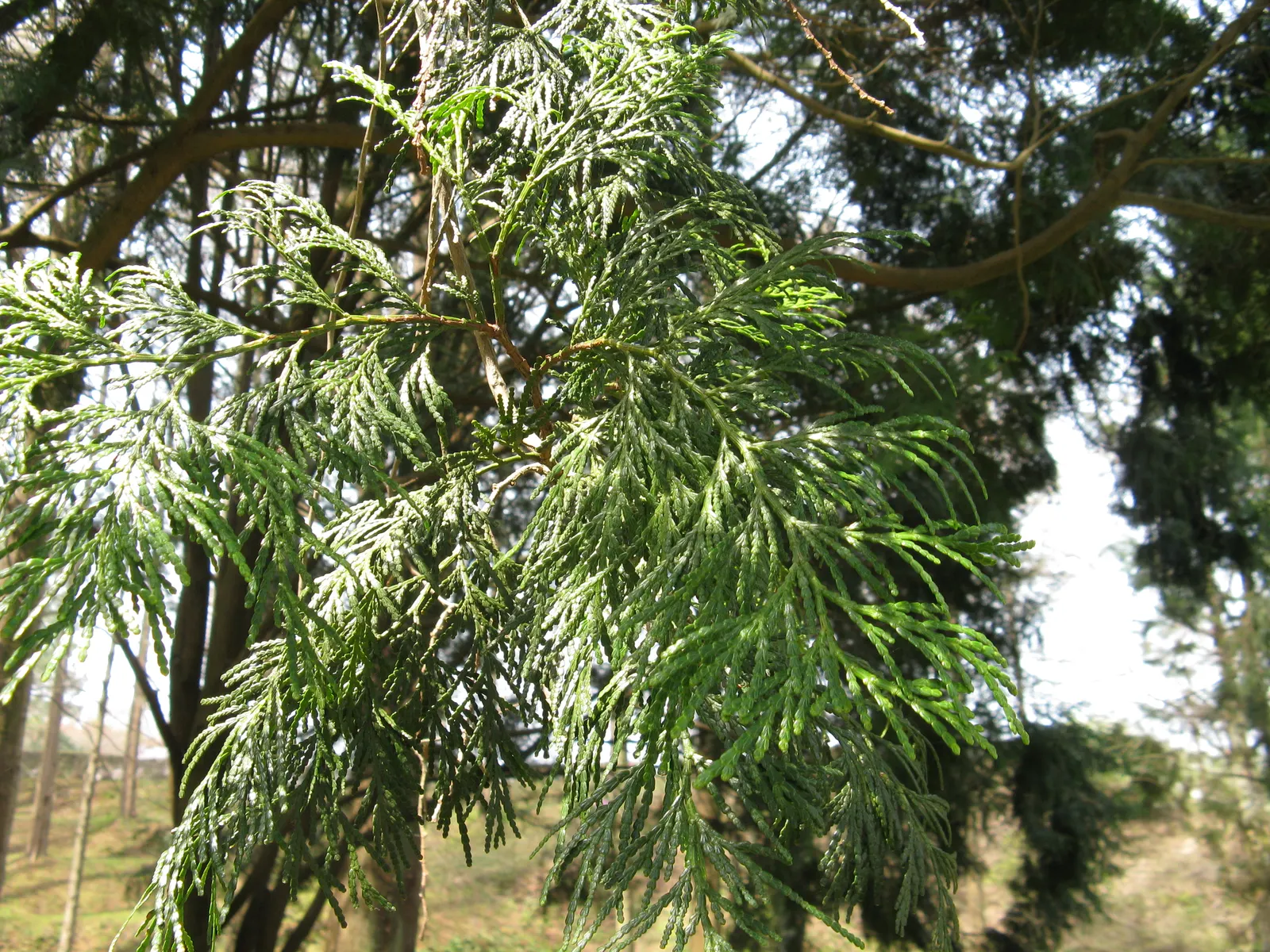 Incense Cedar (Calocedrus Decurrens) — providing a timeless backdrop to any garden setting; making it an excellent choice for creating vertical interest or