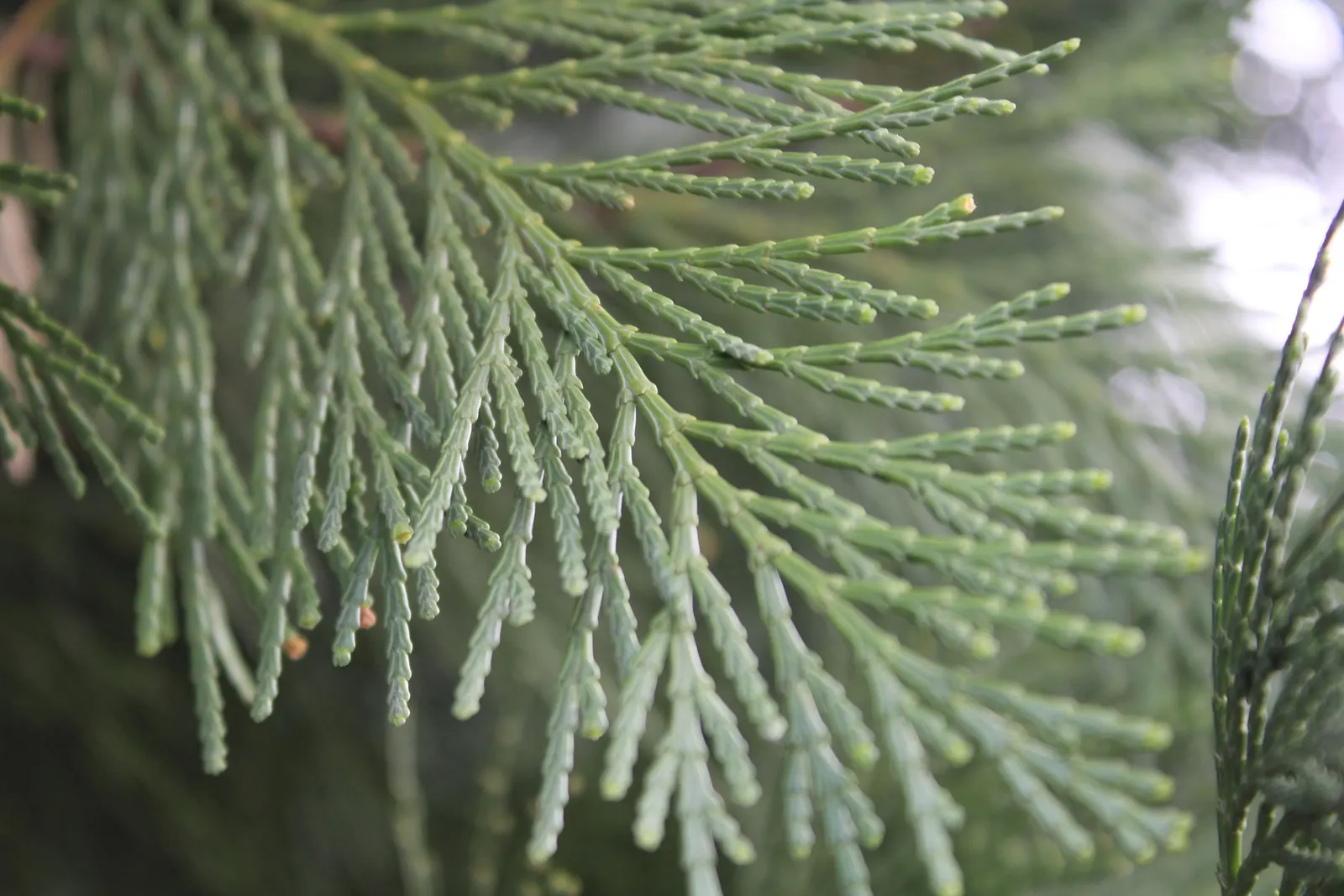 Incense Cedar (Calocedrus Decurrens) — prized for its aromatic wood and dense; this evergreen coniferous tree is prized for its tall stature, image 64