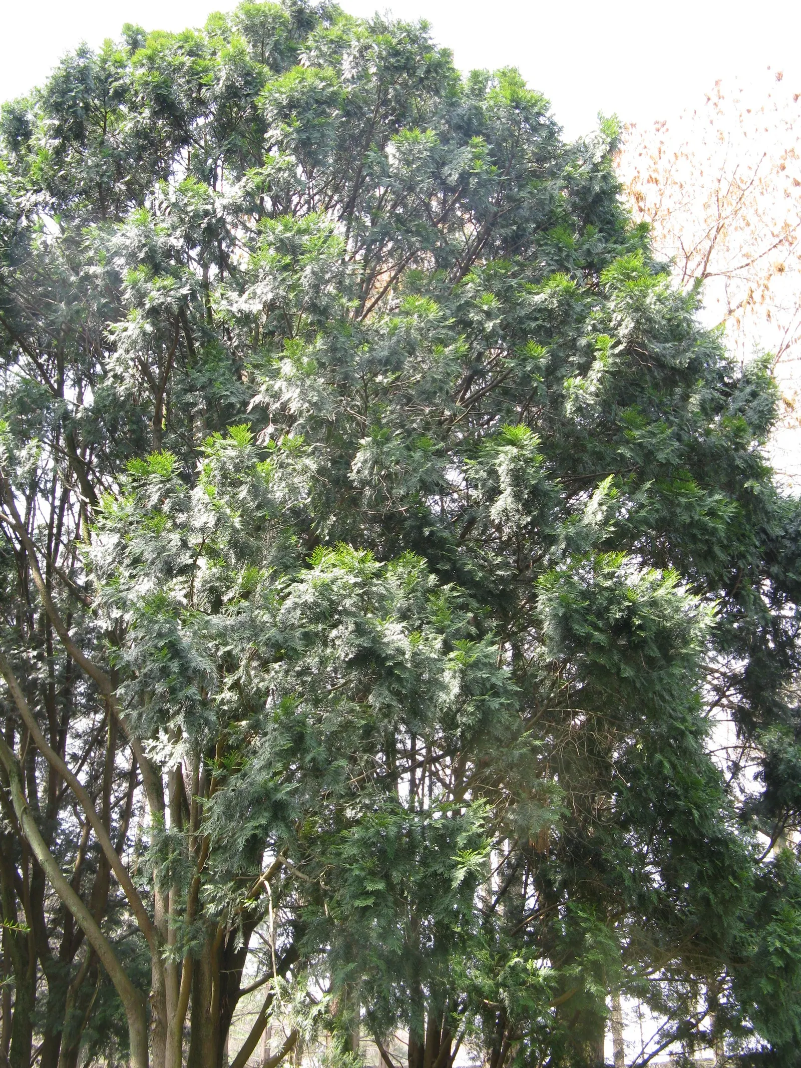 Incense Cedar (Calocedrus Decurrens) — The bark is particularly noteworthy; providing a timeless backdrop to any garden setting