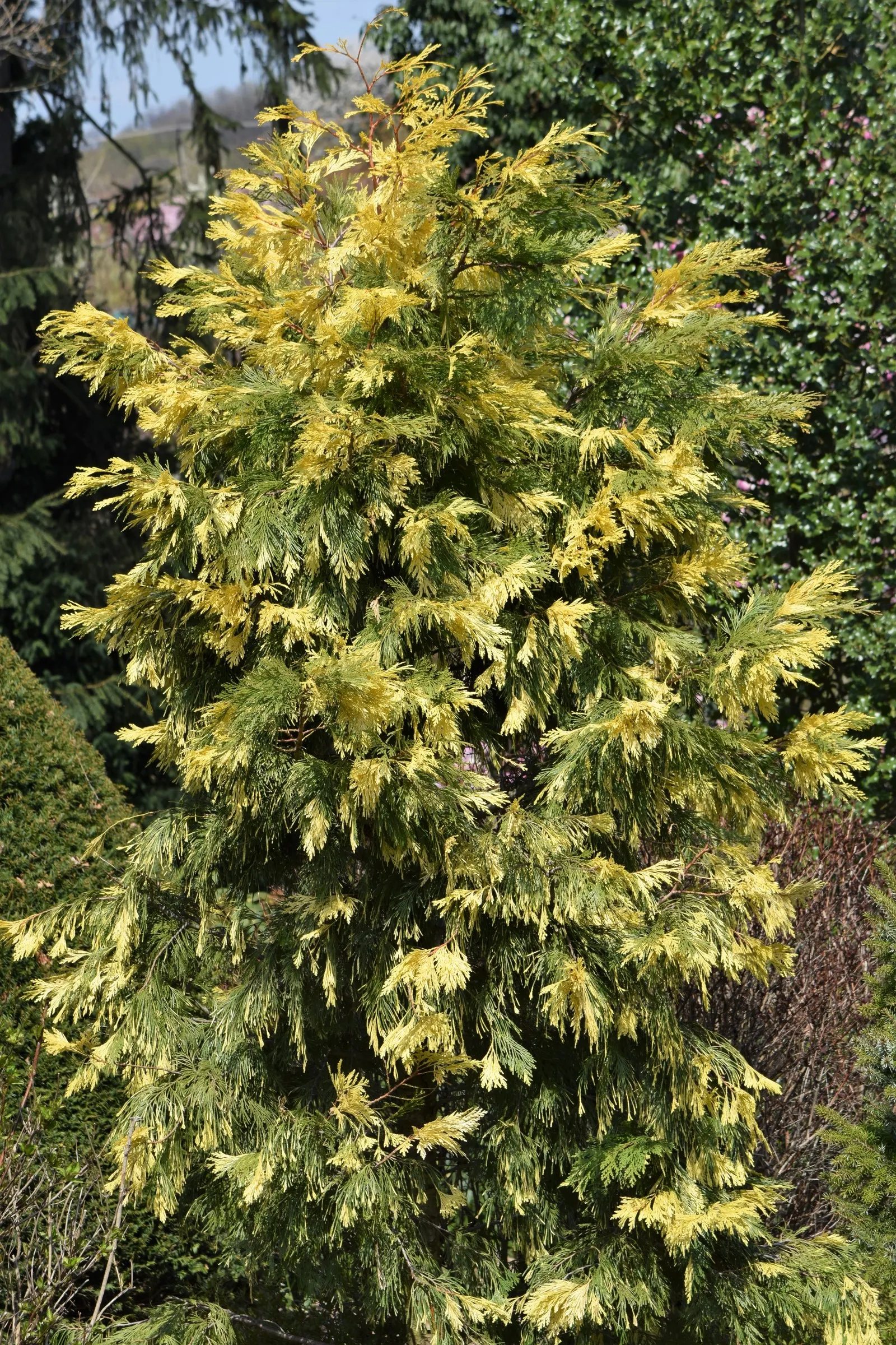 Incense Cedar (Calocedrus Decurrens) — conical structure and dense; thriving in USDA zones 5-8, it prefers full sun and well-drained soil