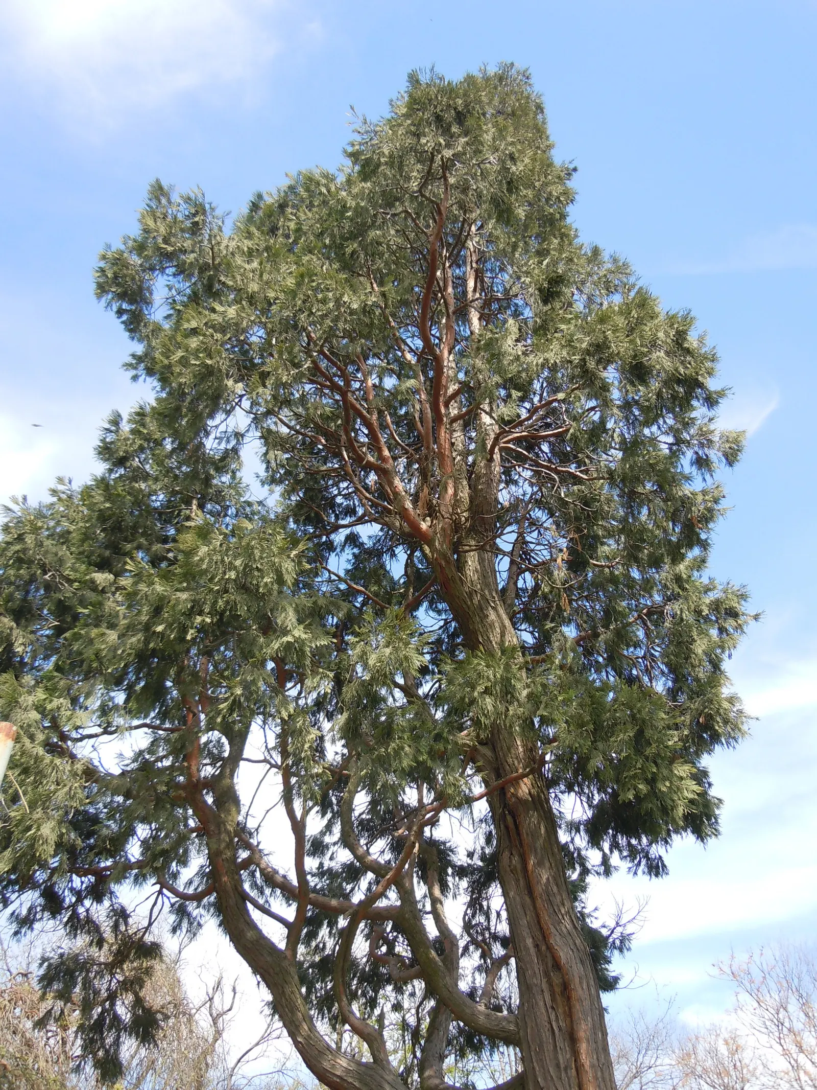 Incense Cedar (Calocedrus Decurrens) — becoming more columnar in maturity.<br><br>Its leaves are arranged in flattened; presents an impressive addition to any