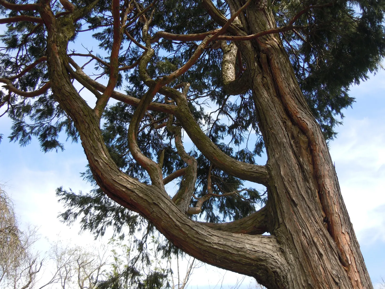 Incense Cedar (Calocedrus Decurrens) — making it an excellent choice for creating vertical interest or screening views; it is drought-tolerant once established
