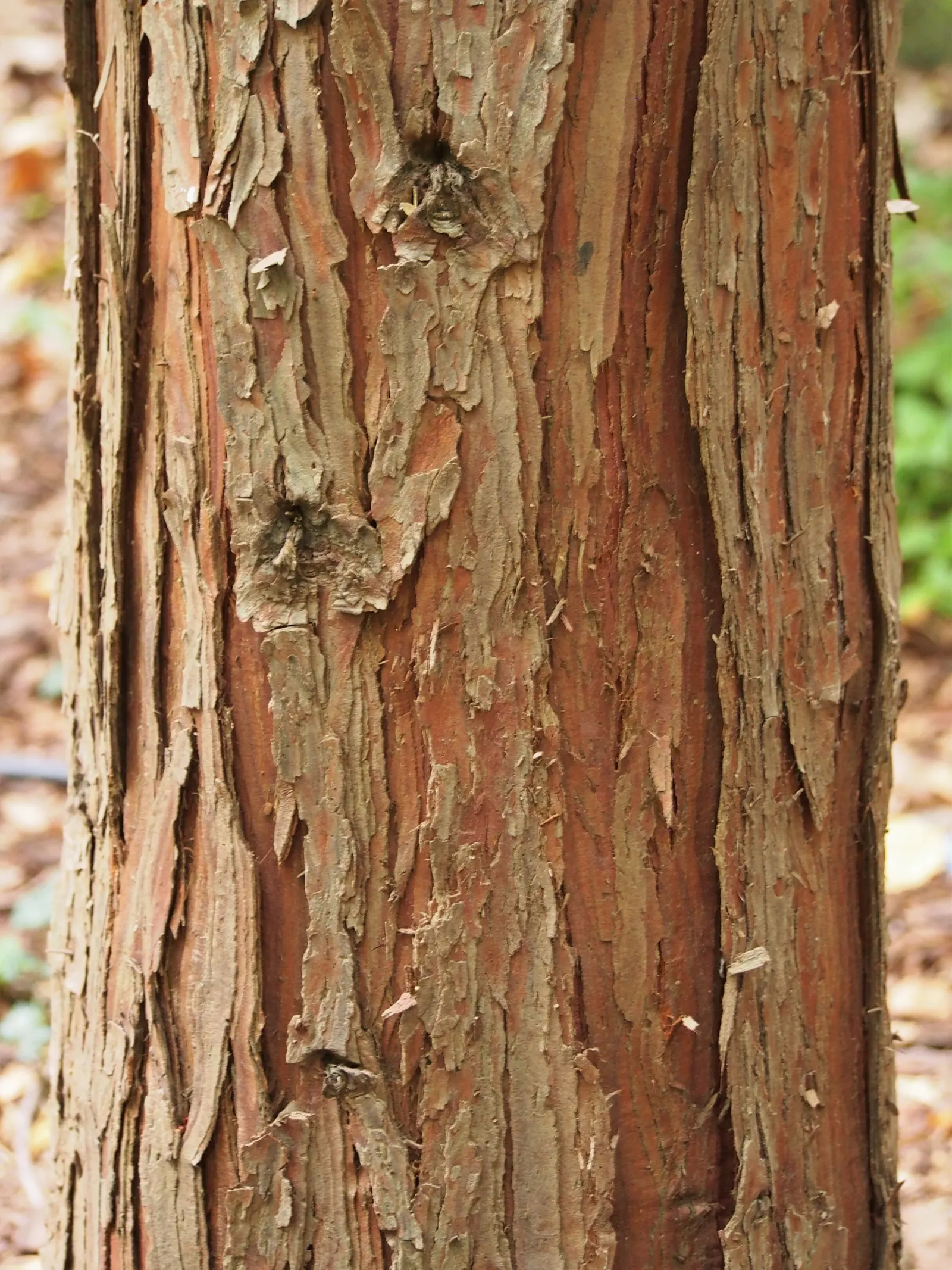 Incense Cedar (Calocedrus Decurrens) — Low maintenance and drought-tolerant once established; becoming more columnar in maturity.<br><br>Its leaves, image 69