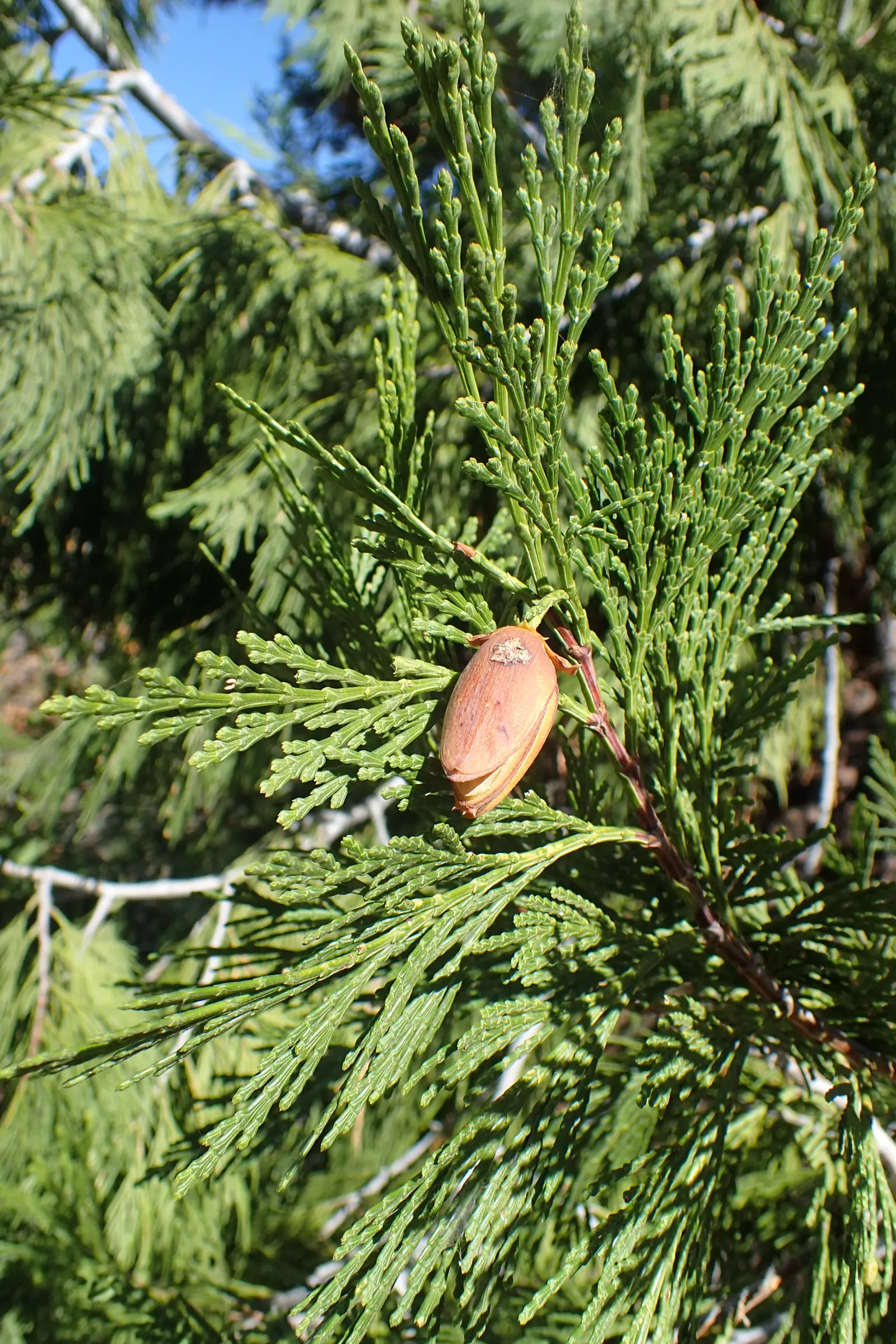 Incense Cedar (Calocedrus Decurrens) — Thriving in USDA zones 5-8, it prefers full sun and well-drained soil; the Incense Cedar (Calocedrus, image 67