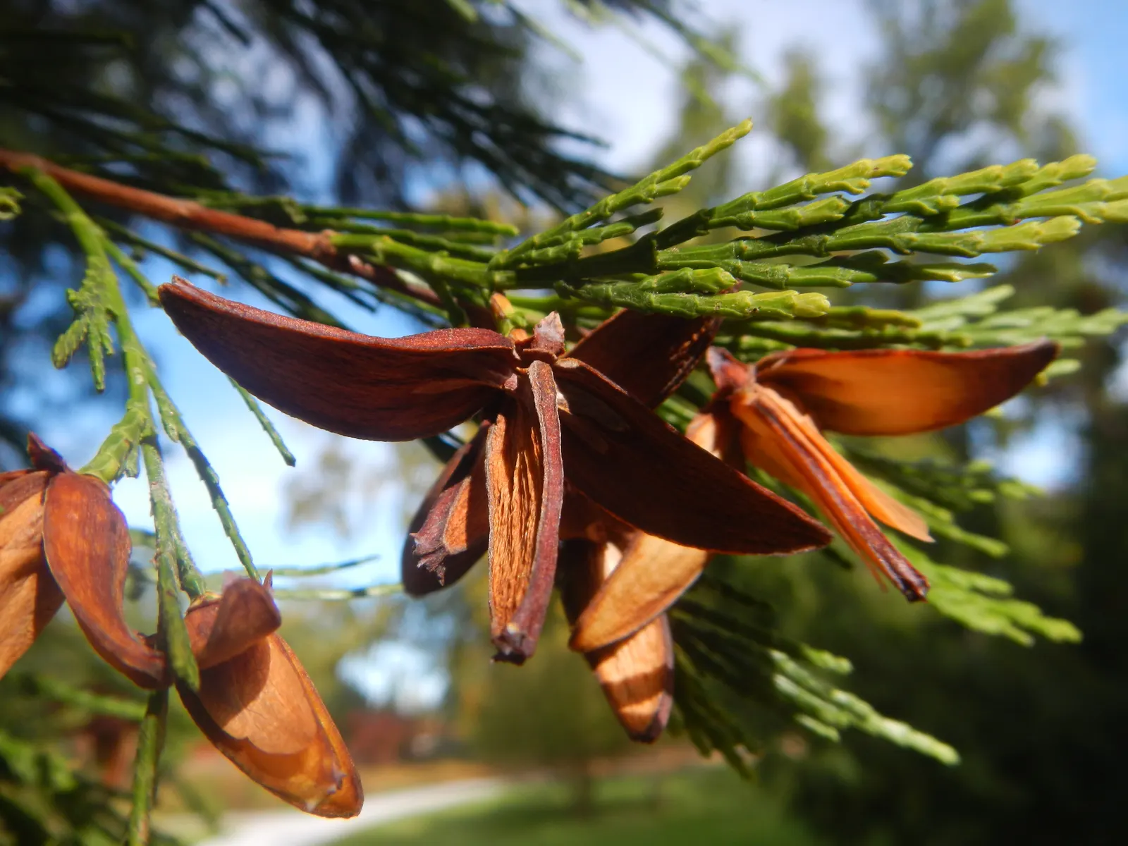 Incense Cedar (Calocedrus Decurrens) — which emit a distinctive spicy fragrance when crushed; peeling in long strips that add to the tree's ornamental