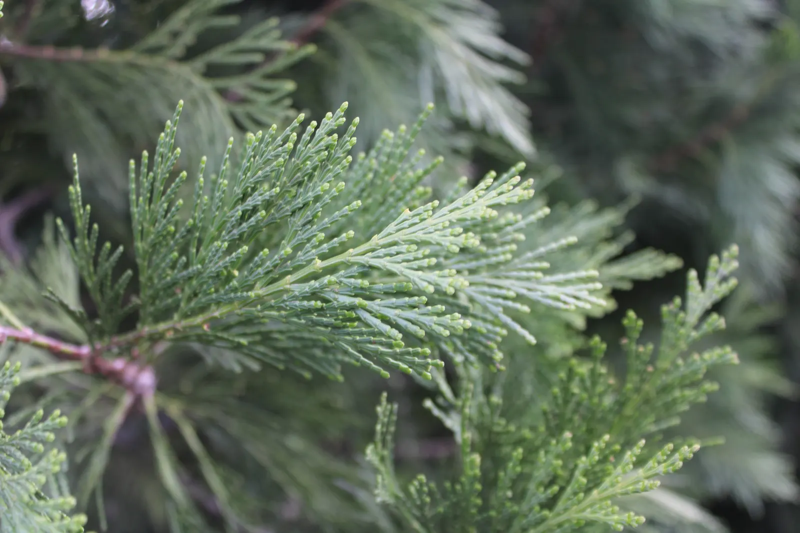 Incense Cedar (Calocedrus Decurrens) — The Incense Cedar (Calocedrus decurrens) is an evergreen conifer; foliage is scale-like, bright green, image 63
