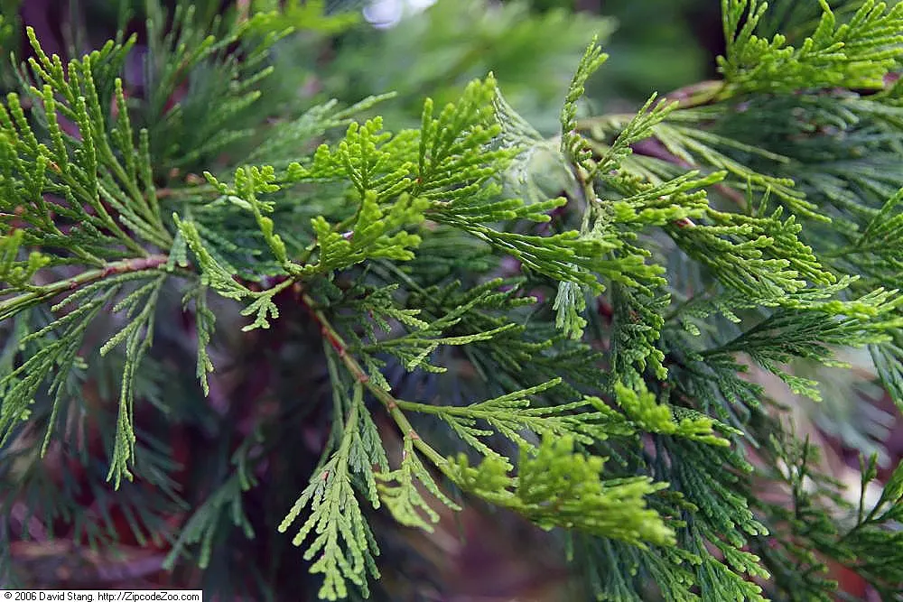 Incense Cedar (Calocedrus Decurrens) — inconspicuous cones about 1 inch in size; conifer / tree for full or half