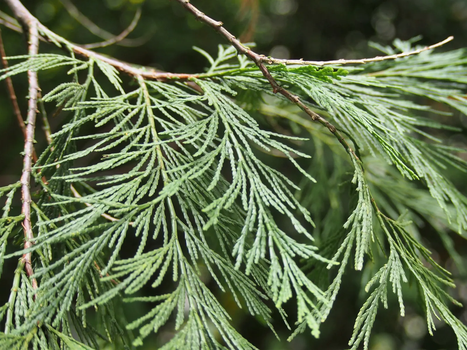 Incense Cedar (Calocedrus Decurrens) — It boasts a narrow pyramidal shape when young; prized for its aromatic wood and dense, image 76