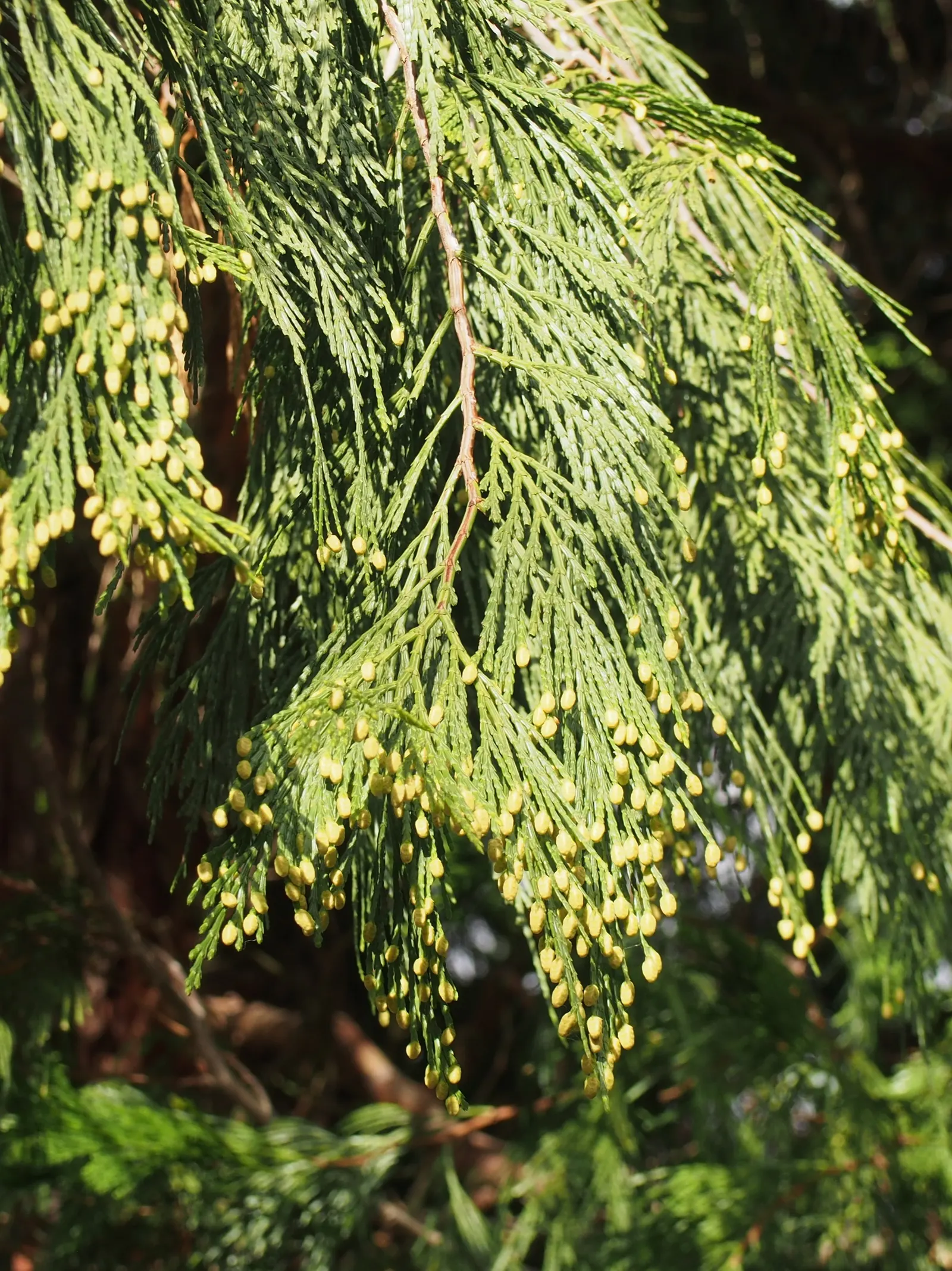 Incense Cedar (Calocedrus Decurrens) — This evergreen coniferous tree is prized for its tall stature; potentially reaching heights of 50 to 75 feet, image 73