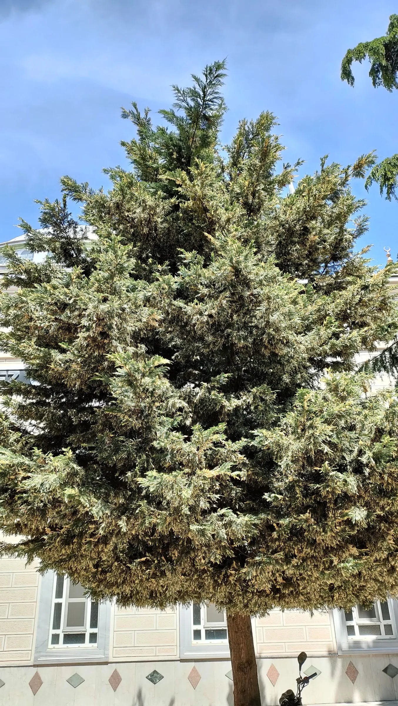 Incense Cedar (Calocedrus Decurrens) — presents an impressive addition to any landscape with its elegant; plant this stalwart as a single specimen