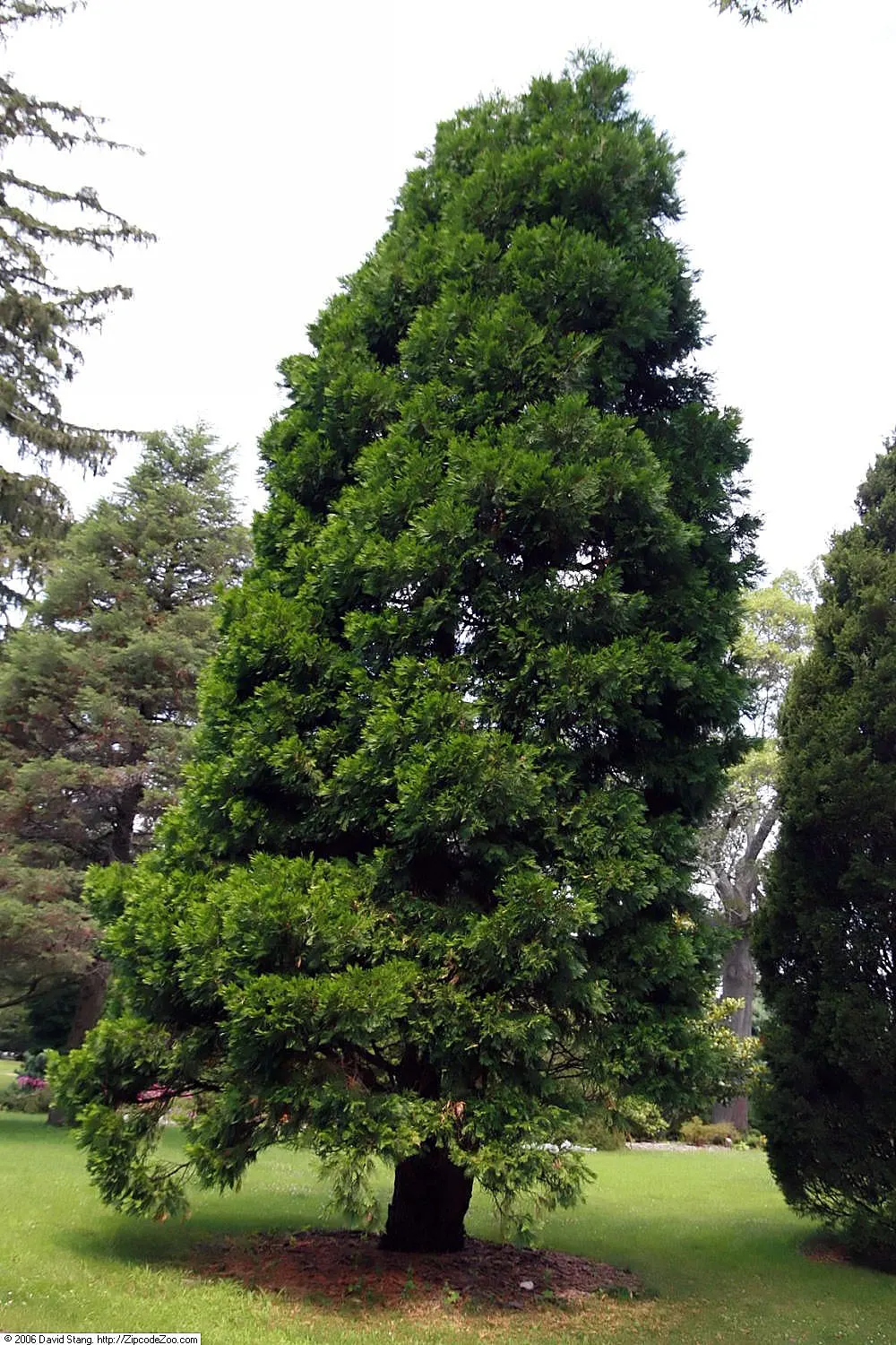 Incense Cedar (Calocedrus Decurrens) — Low maintenance and drought-tolerant once established; becoming more columnar in maturity.<br><br>Its leaves are