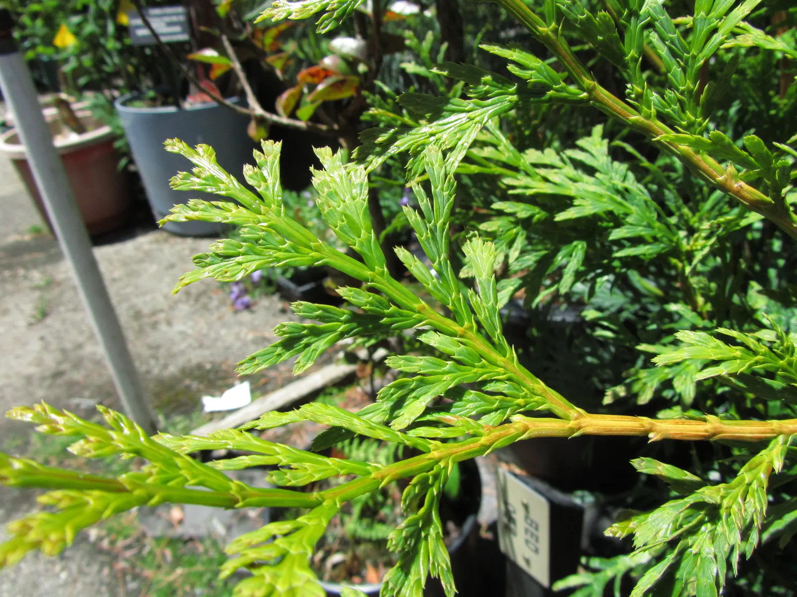 Incense Cedar (Calocedrus Decurrens) — presents an impressive addition to any landscape with its elegant; plant this stalwart as a single specimen, image 71