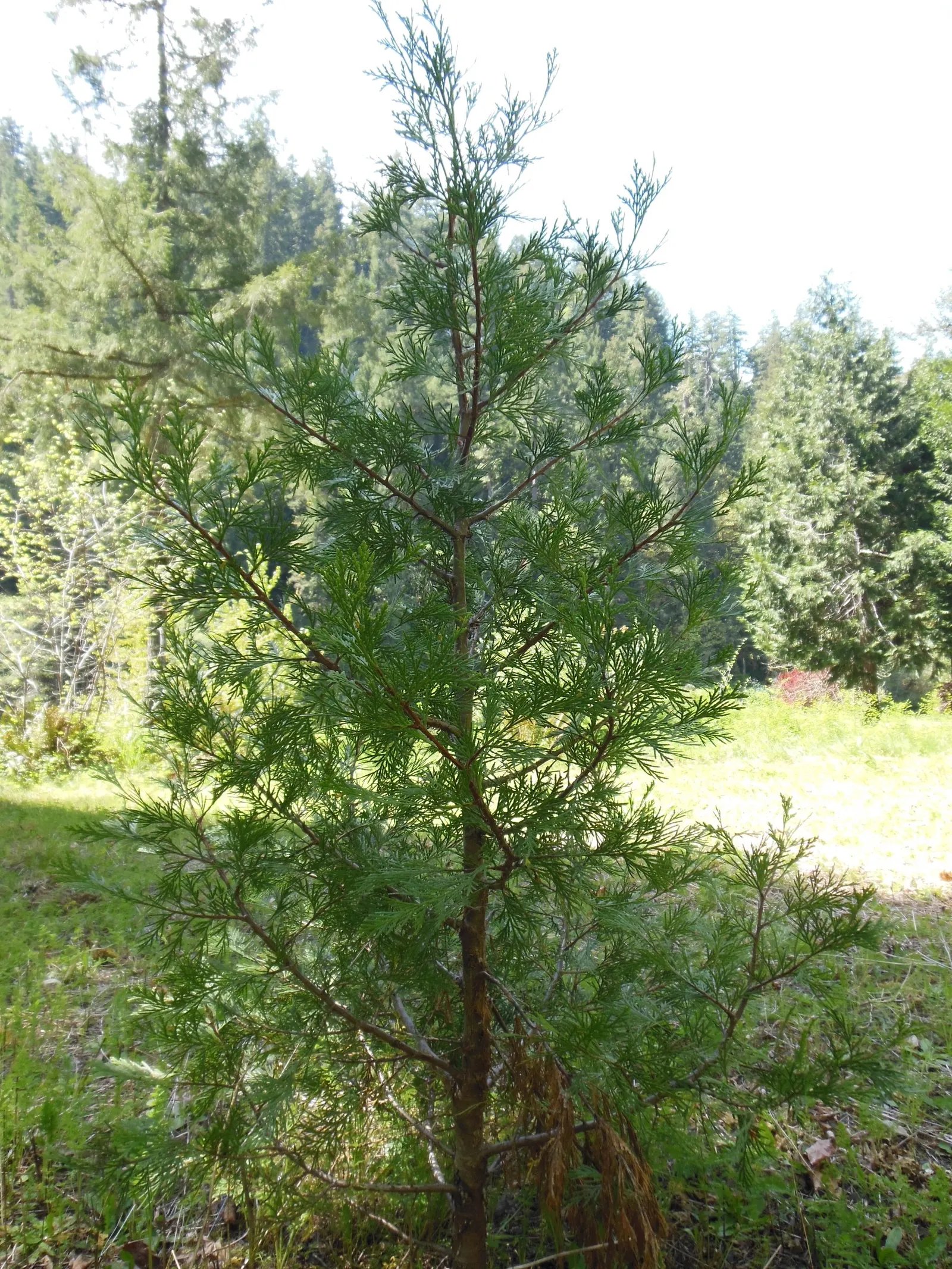 Incense Cedar (Calocedrus Decurrens) — scale-like sprays of lush green, image 47