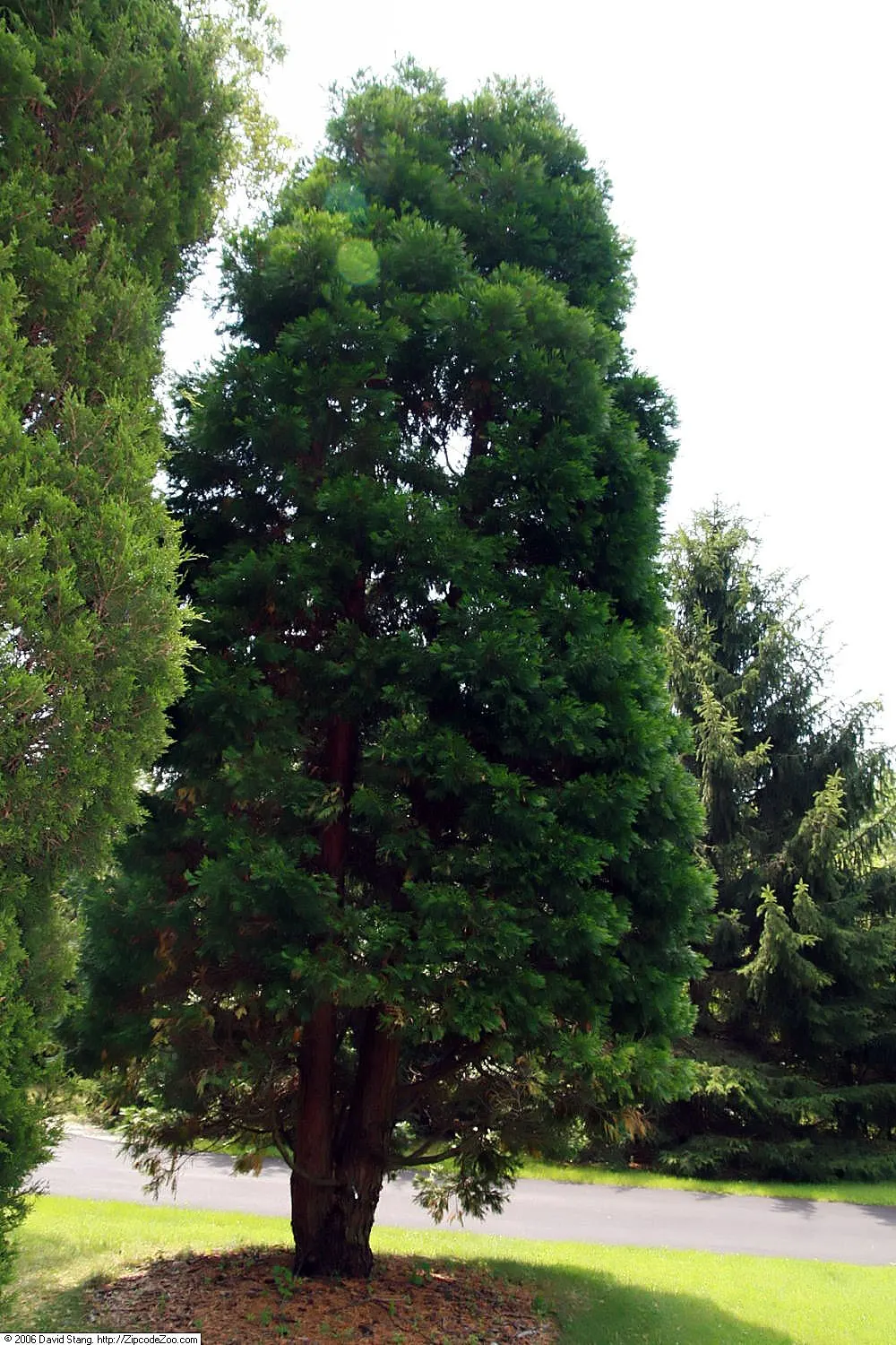 Incense Cedar (Calocedrus Decurrens) — scientifically named Calocedrus decurrens; with its attractive reddish-brown color and deeply furrowed, image 70