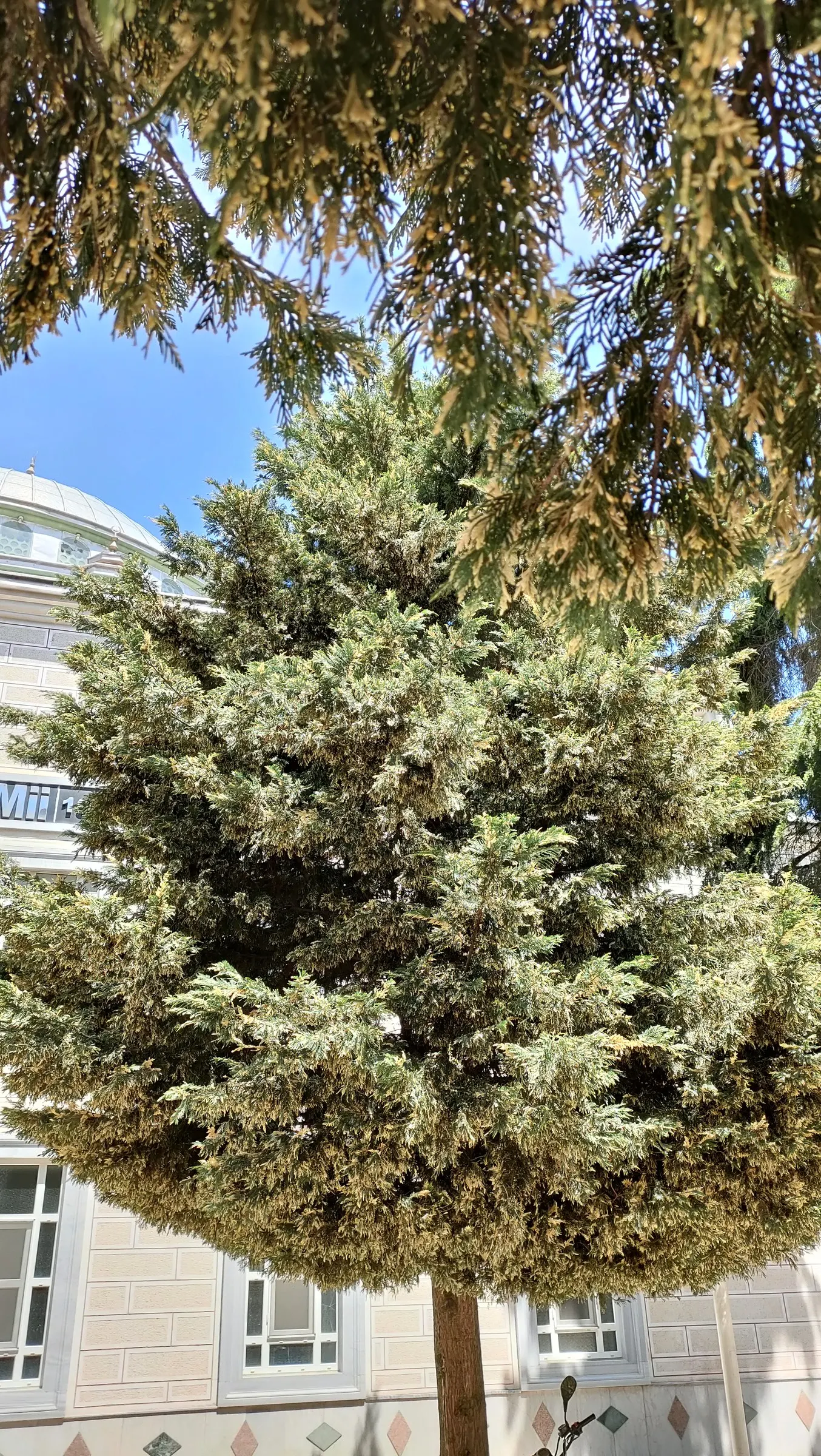 Incense Cedar (Calocedrus Decurrens) — Thriving in USDA zones 5-8, it prefers full sun and well-drained soil; the Incense Cedar (Calocedrus decurrens) is an