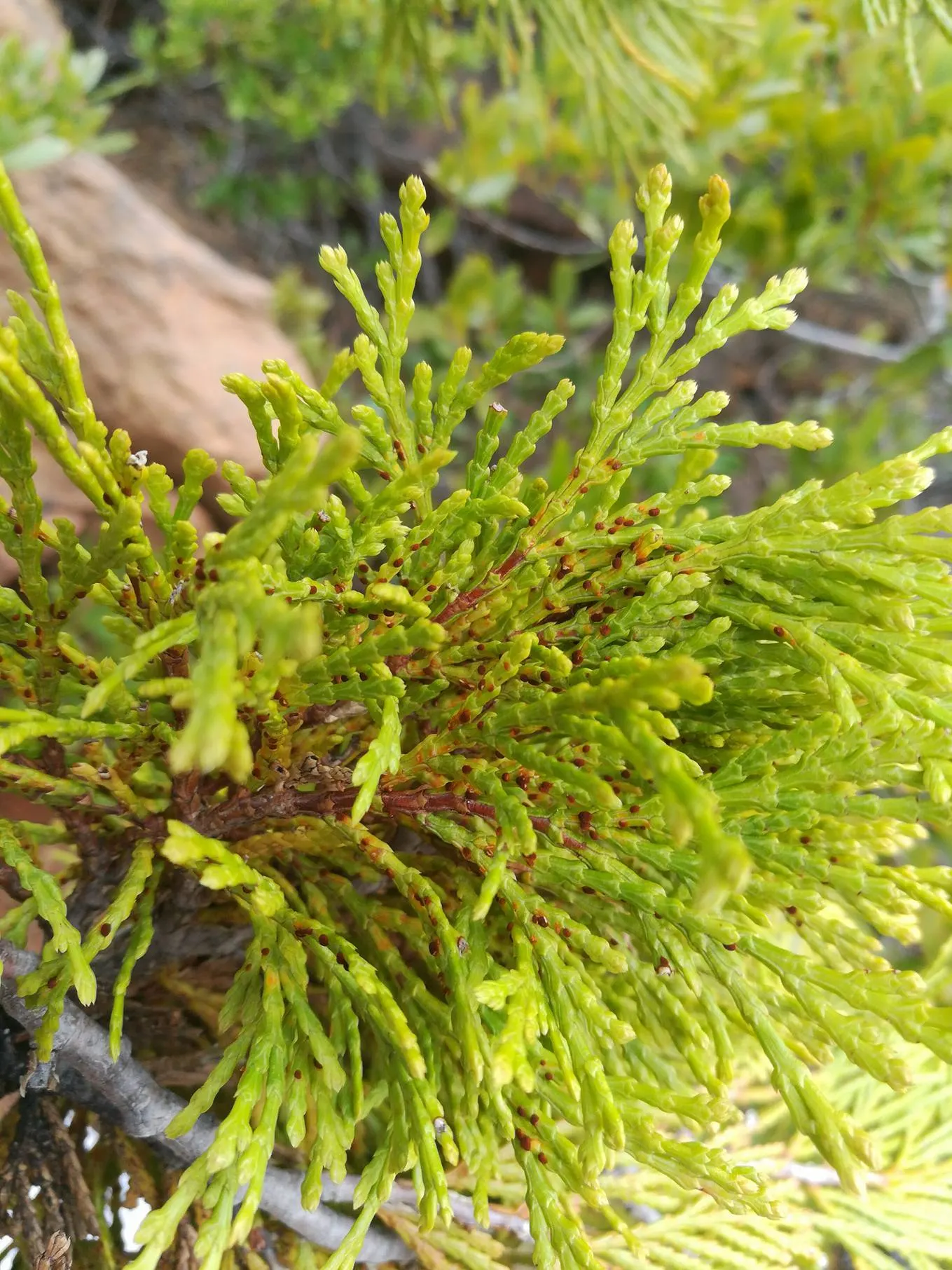 Incense Cedar (Calocedrus Decurrens) — Mature specimens reach up to 90 feet in height with a spread of 10-15 feet; giving rise to the tree's common, image 65