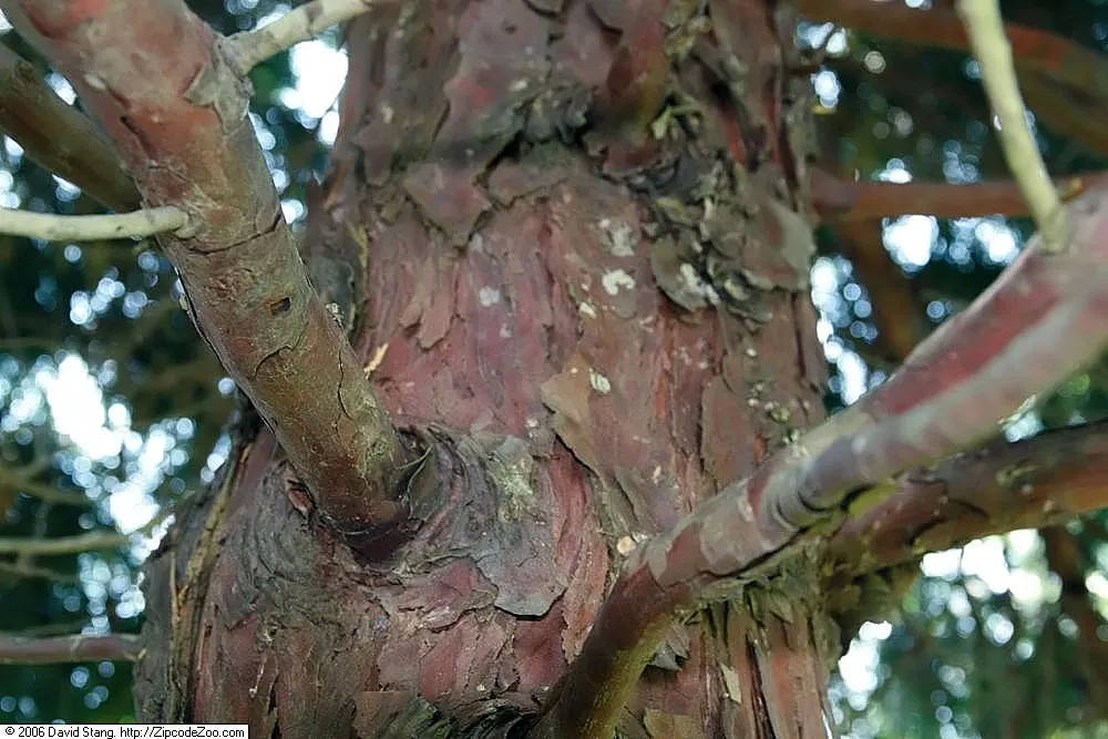 Incense Cedar (Calocedrus Decurrens) — Hardy in USDA zones 5 to 8; which emit a distinctive spicy fragrance when crushed