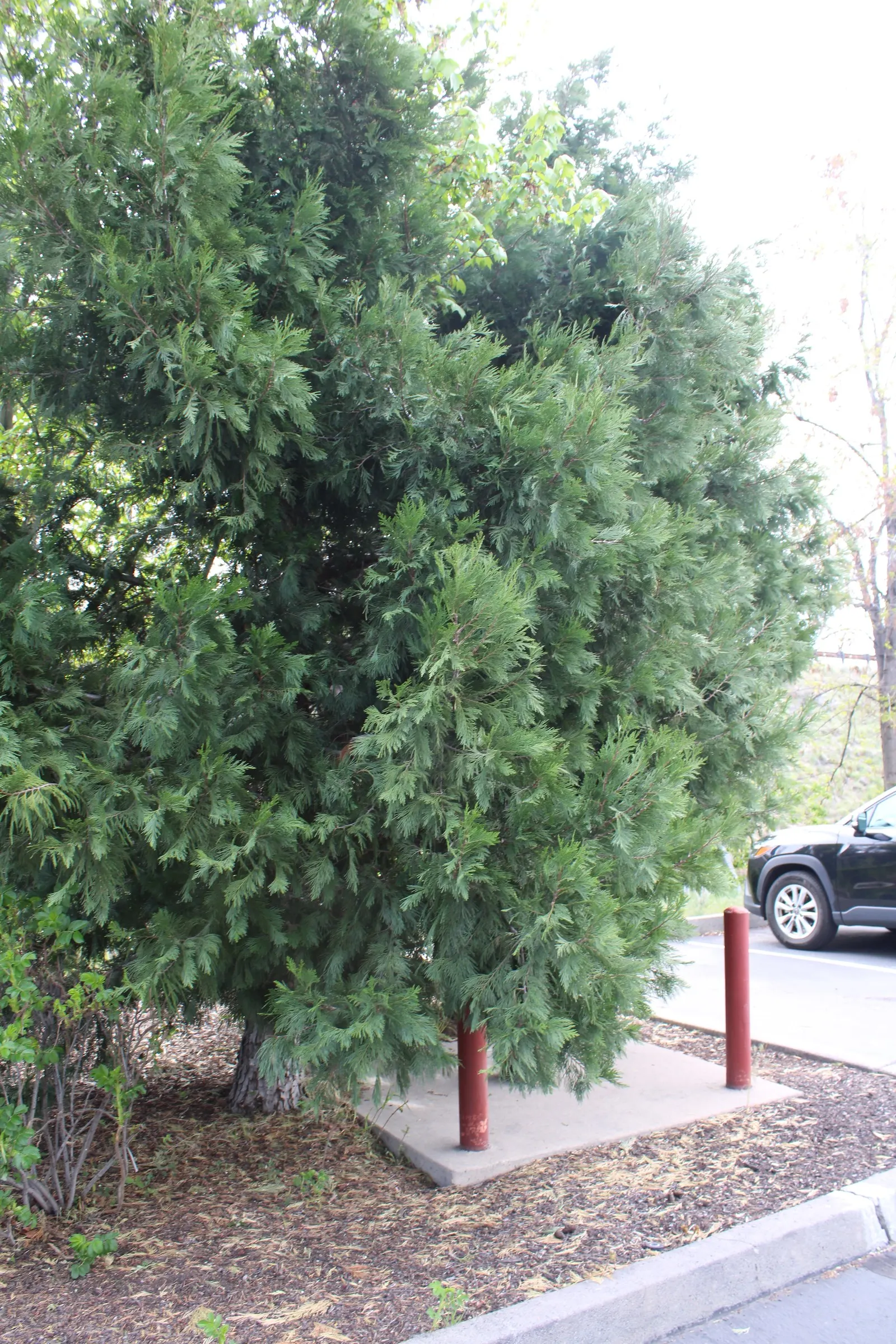 Incense Cedar (Calocedrus Decurrens) — or as a stately hedgerow to enjoy its majestic form and aromatic ambiance; the bark is particularly noteworthy