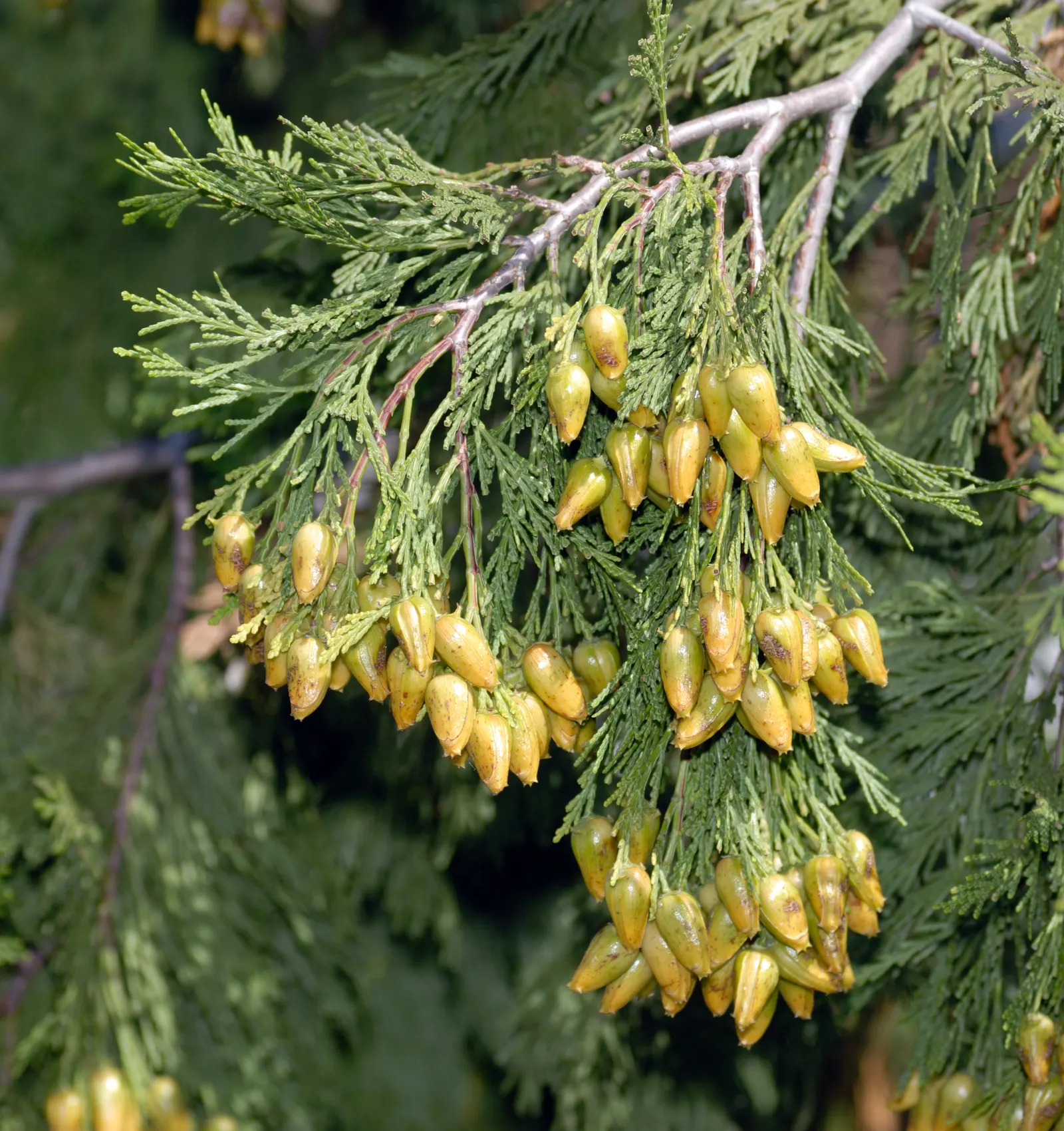 Incense Cedar (Calocedrus Decurrens) — conical structure and dense; thriving in USDA zones 5-8, it prefers full sun and well-drained soil, image 72