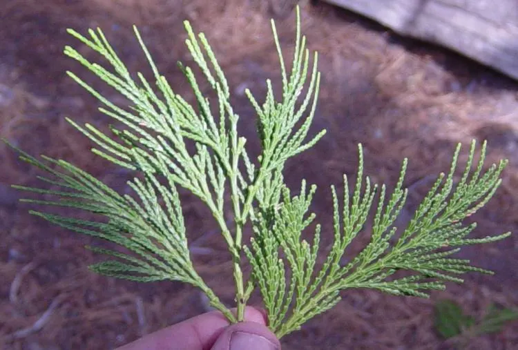 Incense Cedar (Calocedrus Decurrens) — It boasts a narrow pyramidal shape when young; prized for its aromatic wood and dense
