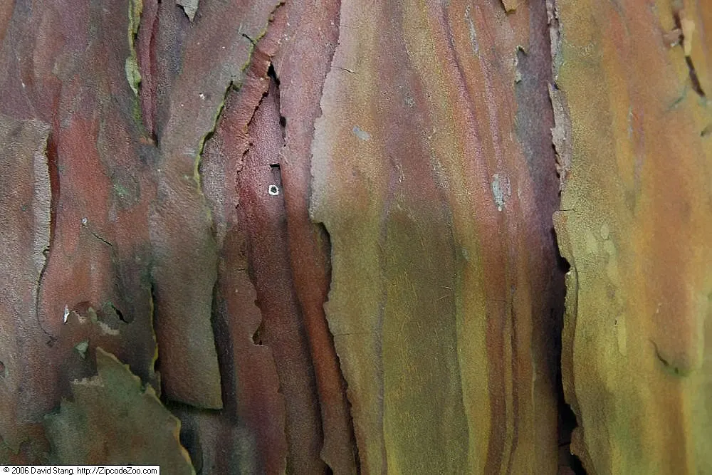 Incense Cedar (Calocedrus Decurrens) — conifer / tree for full or half; calocedrus decurrens sets a scene of understated elegance